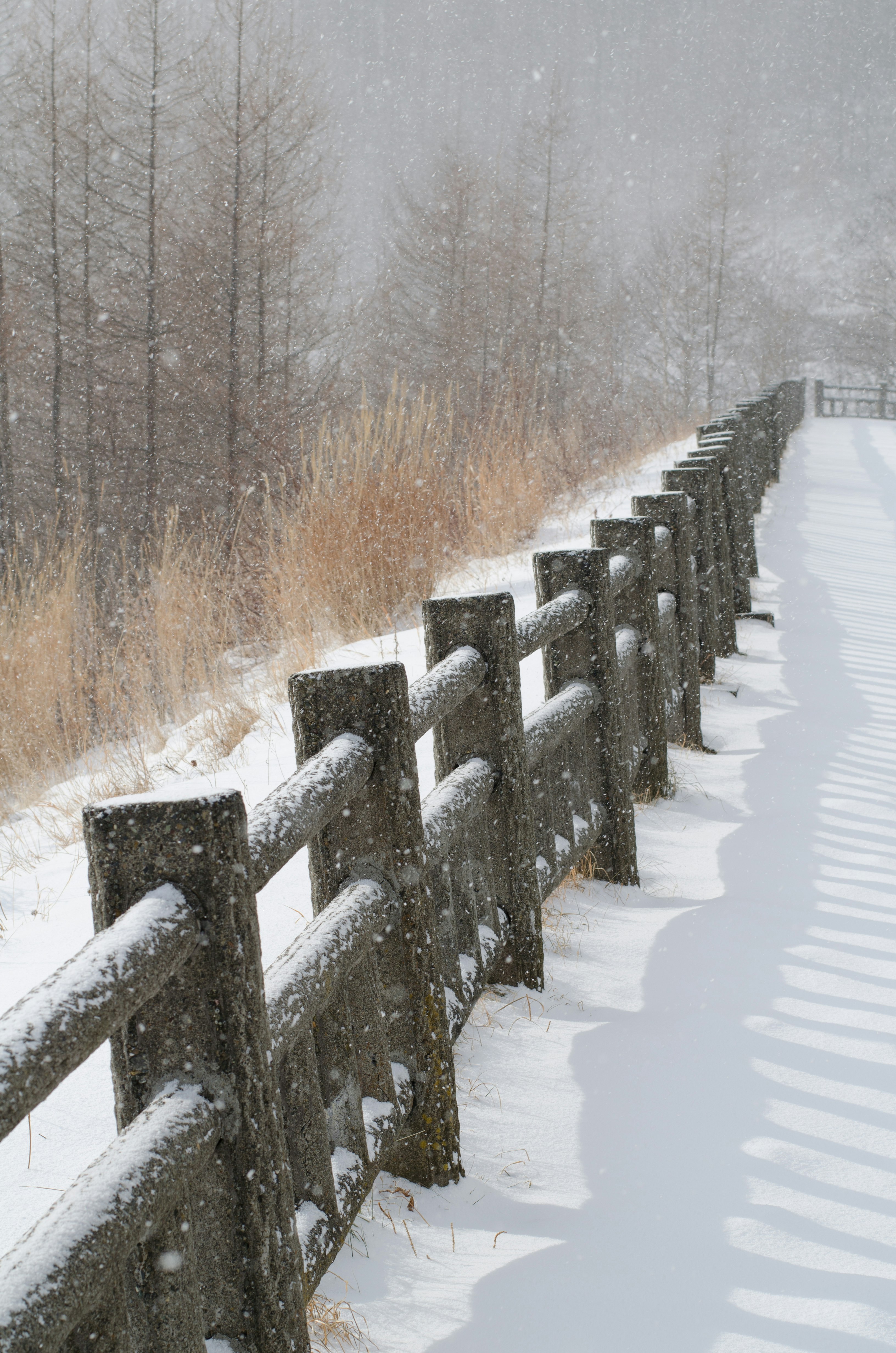 冬季林間木柵欄旁的雪地小徑