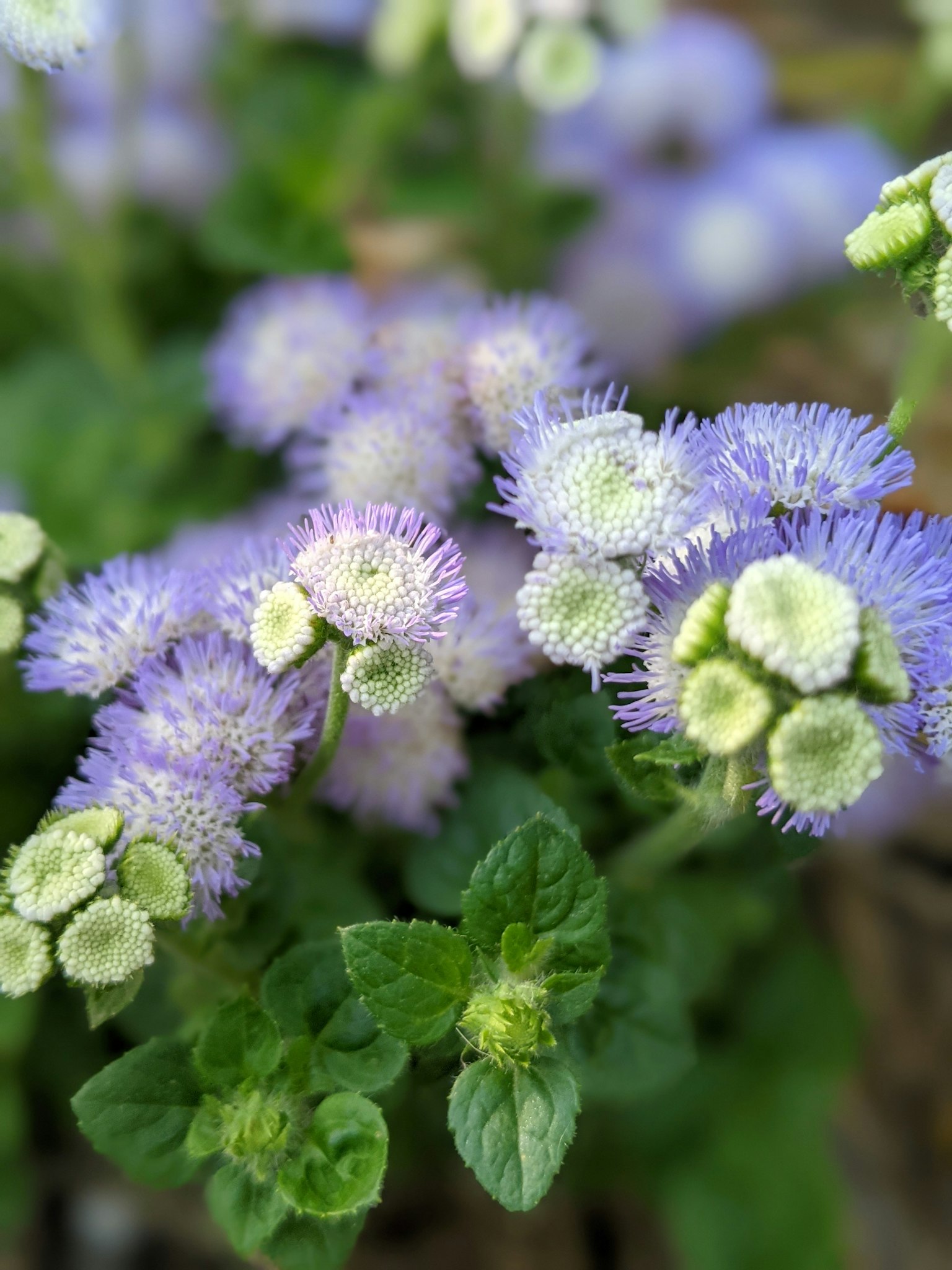 Nahaufnahme einer Pflanze mit lila und grünen Blumen