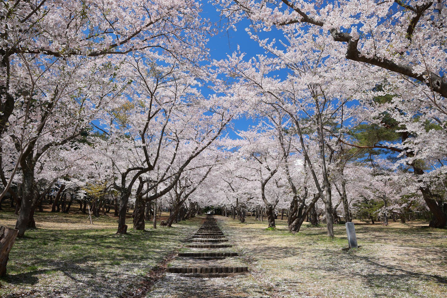 Jalan indah yang dikelilingi pohon sakura di bawah langit biru