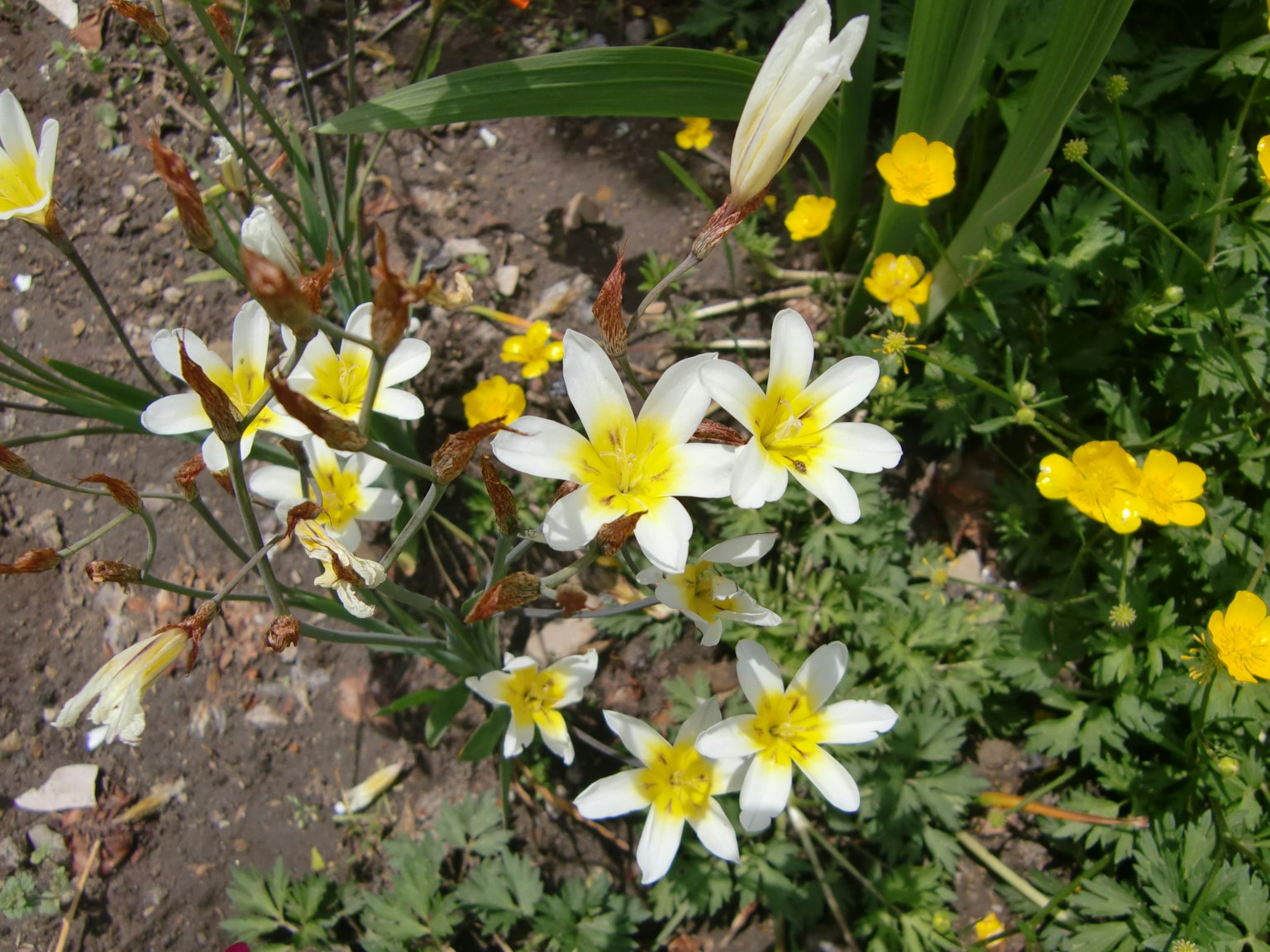 Ein Garten mit blühenden weißen und gelben Blumen