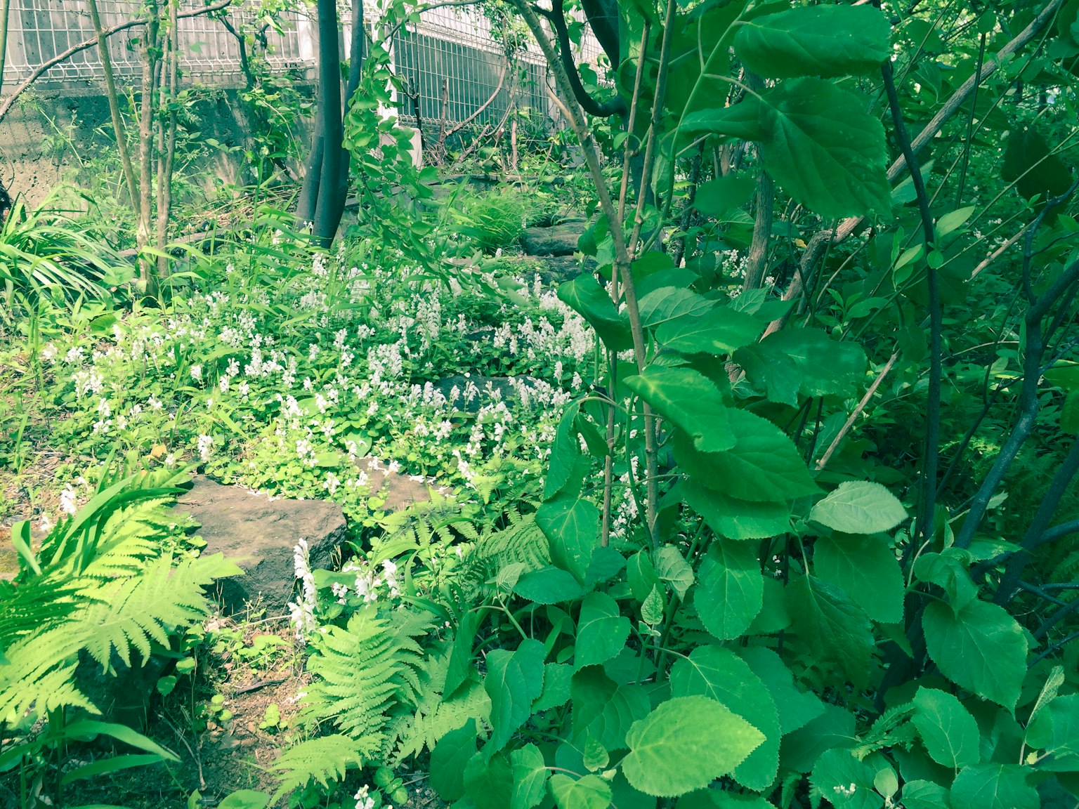 郁郁葱葱的花园，生机勃勃的绿植和白色花朵