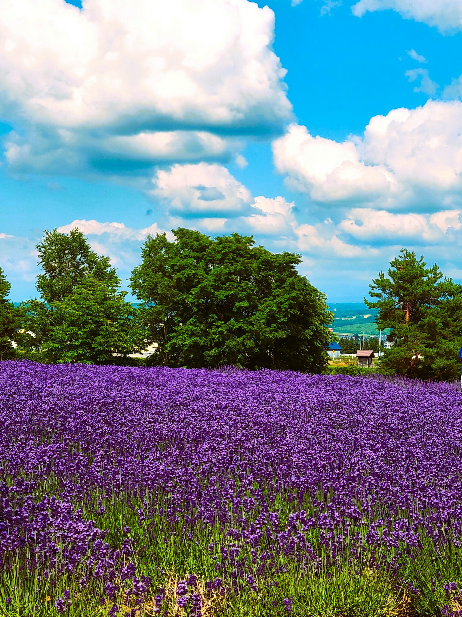 Campo de lavanda pintoresco con flores moradas bajo un cielo azul