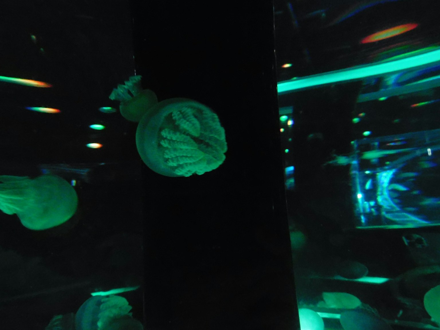 Una medusa verde azulado flotando en agua oscura con reflejos