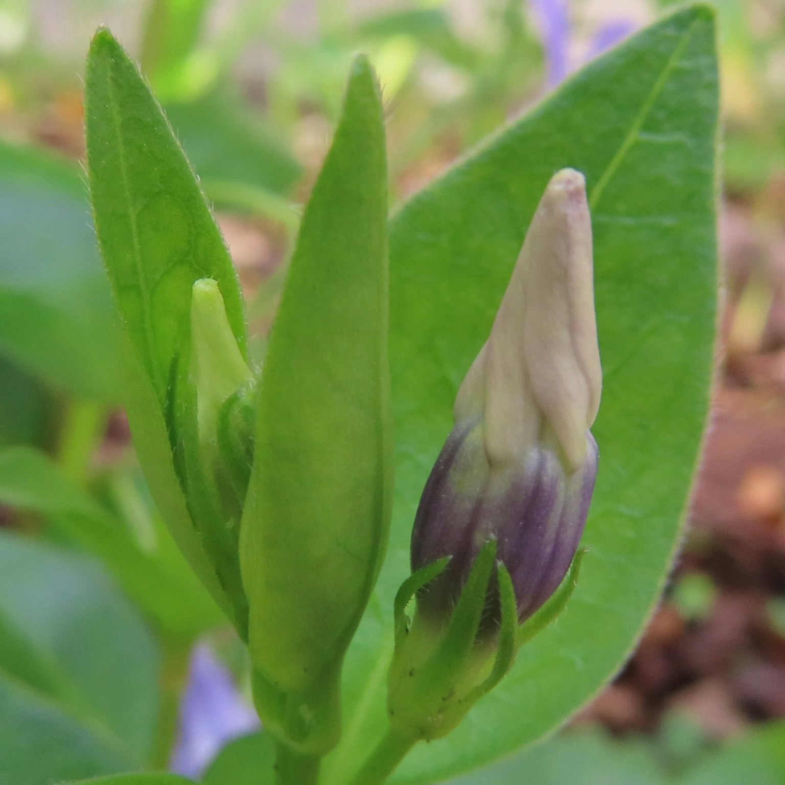 特写植物，带有紫色花蕾和绿色叶子