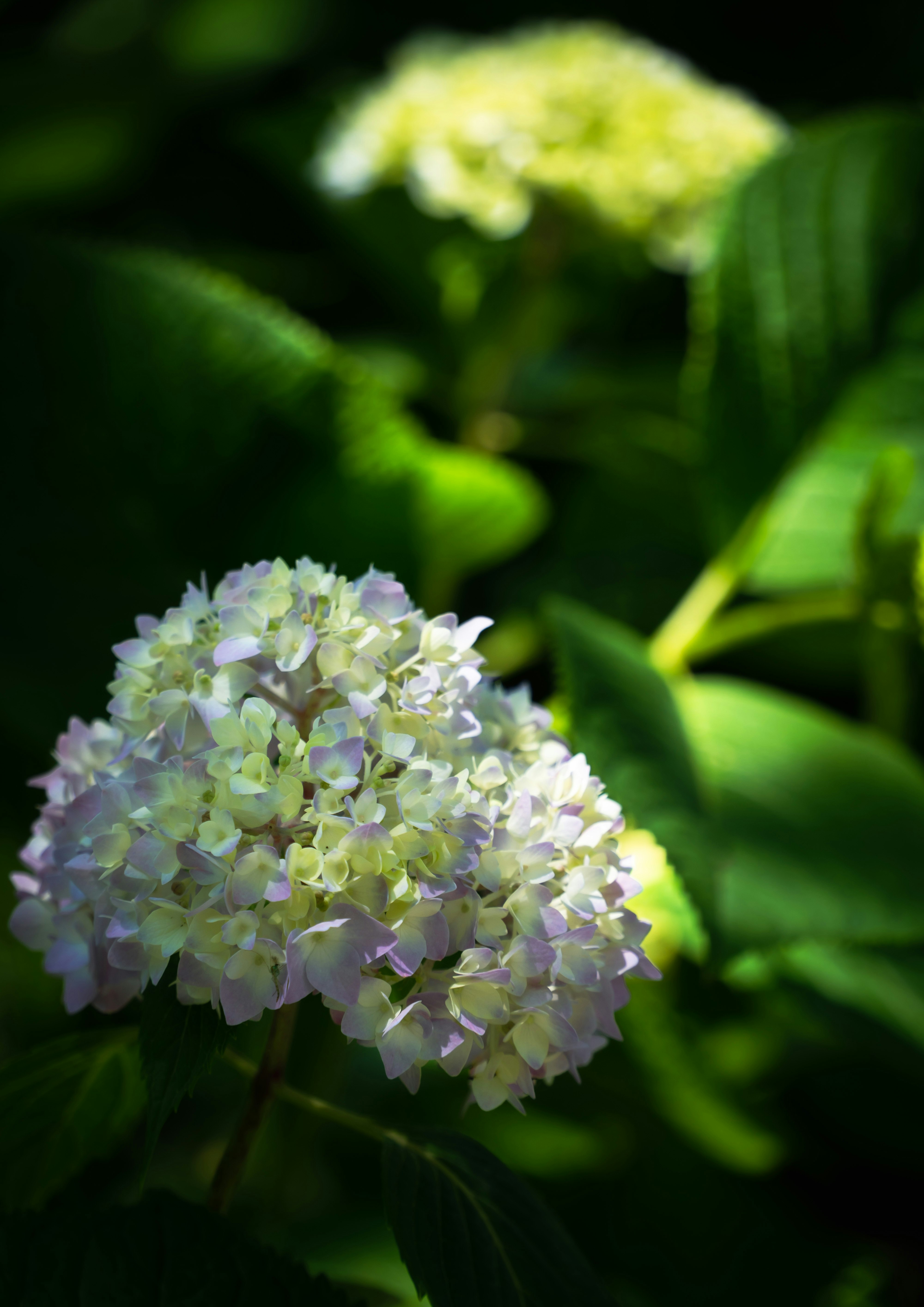 ボケ味のある紫陽花の花と葉のクローズアップ
