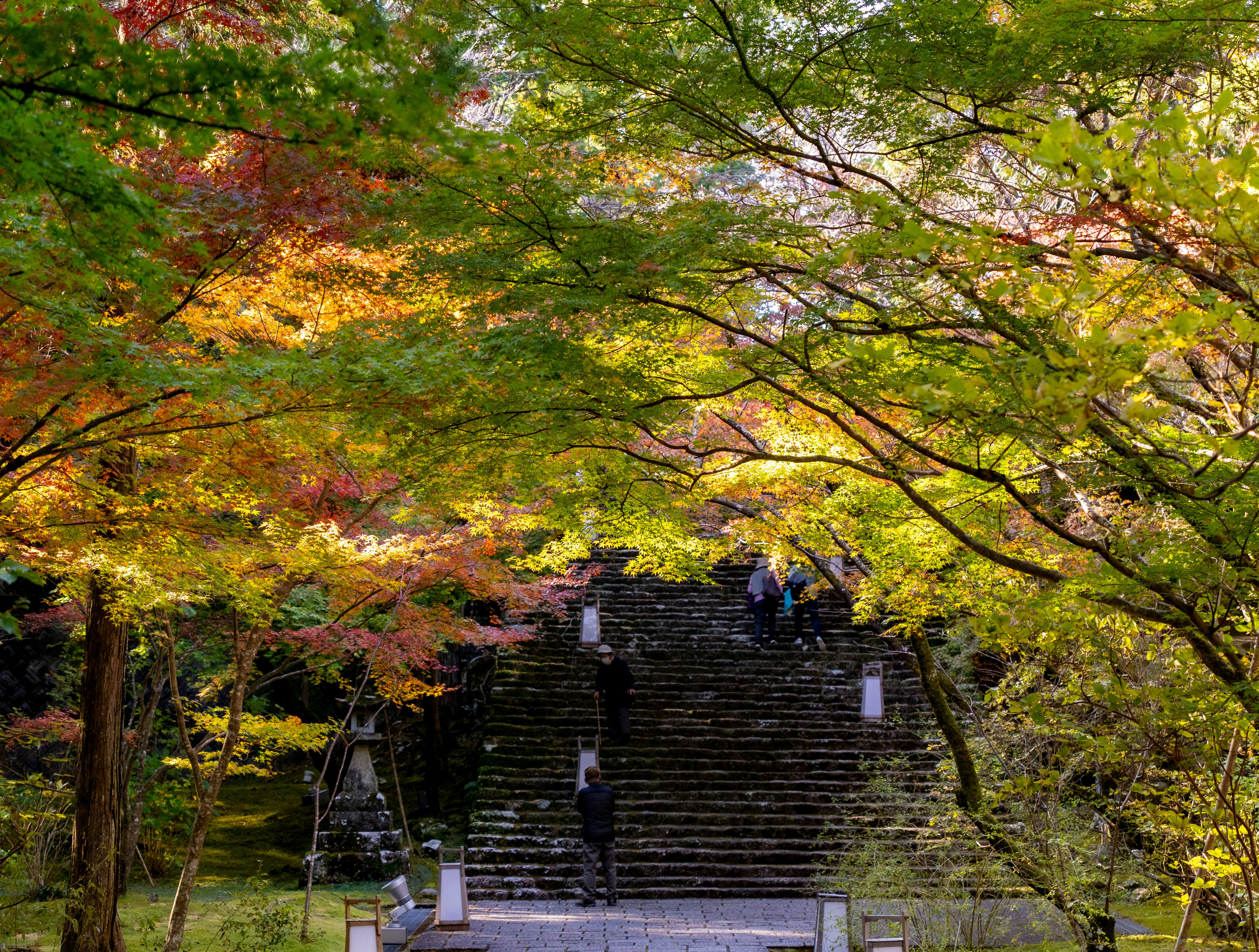 紅葉の並木と石段のある公園の小道