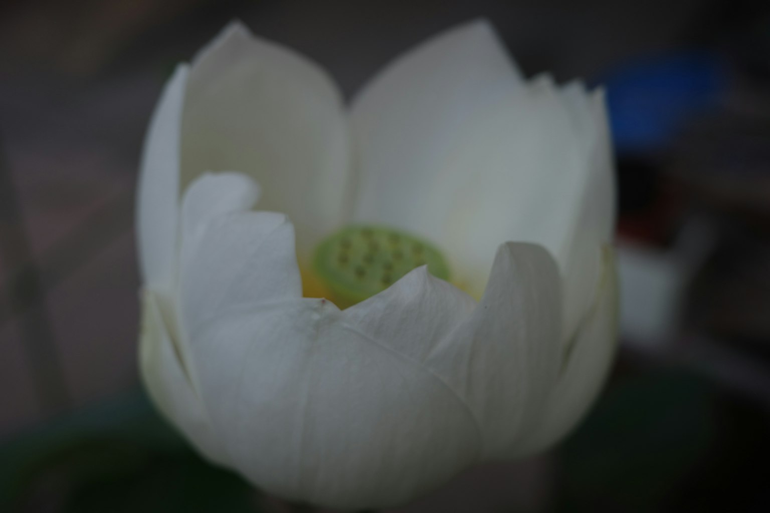 Primer plano de una flor de loto blanca con un centro verde
