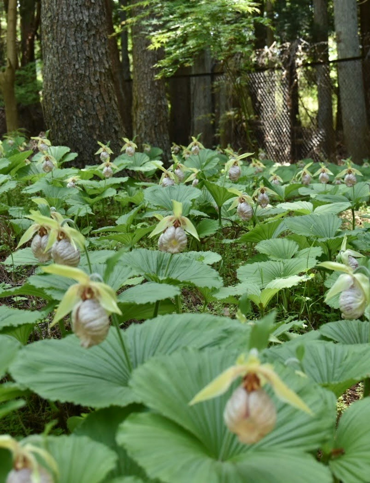 Un gruppo di orchidee in fiore tra le foglie verdi