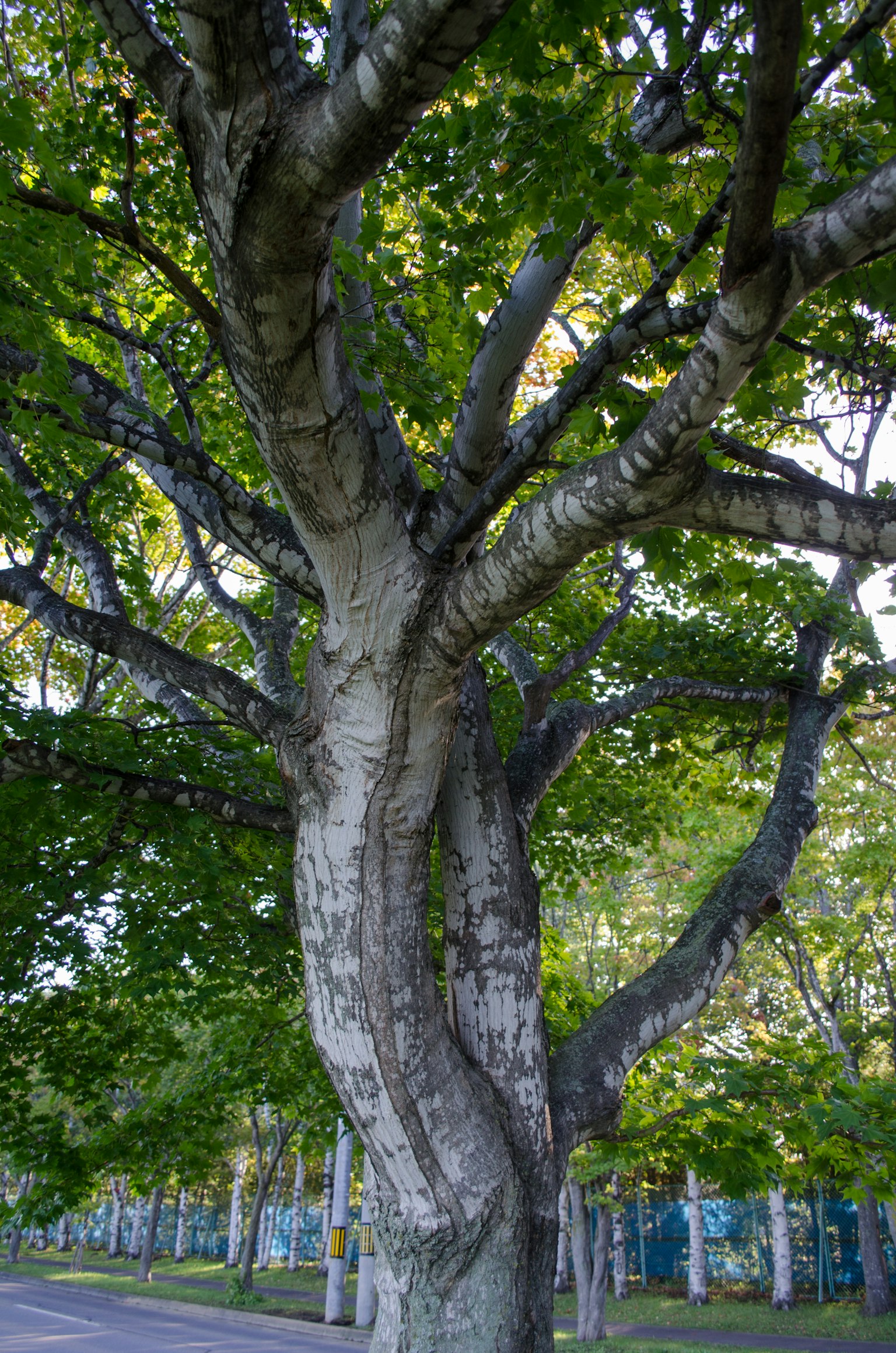 Un grande albero con foglie verdi e un tronco tortuoso