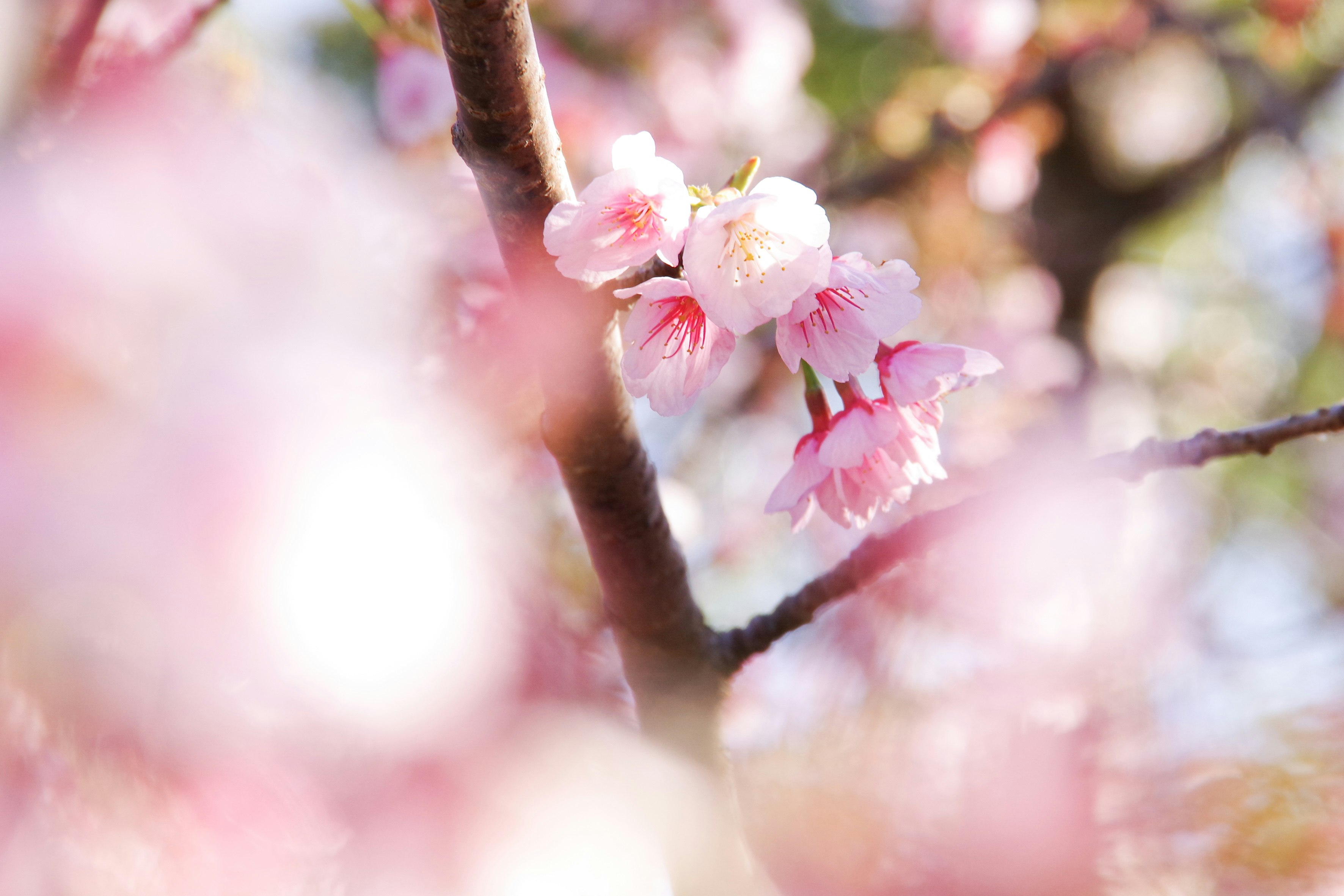 桜の花が枝に咲く春のぼかし背景