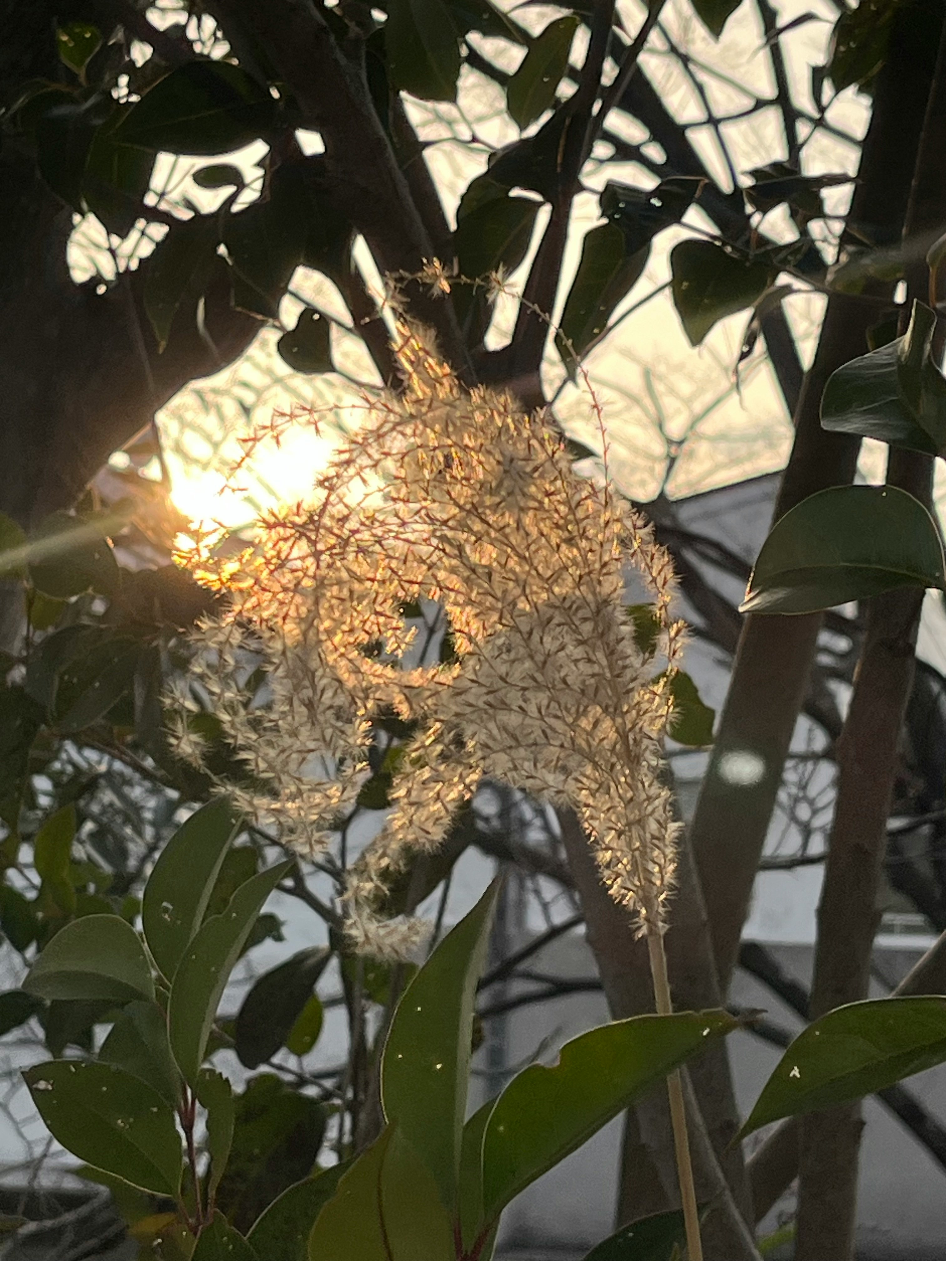 Foglie e rami di una pianta d’appartamento illuminati dal tramonto
