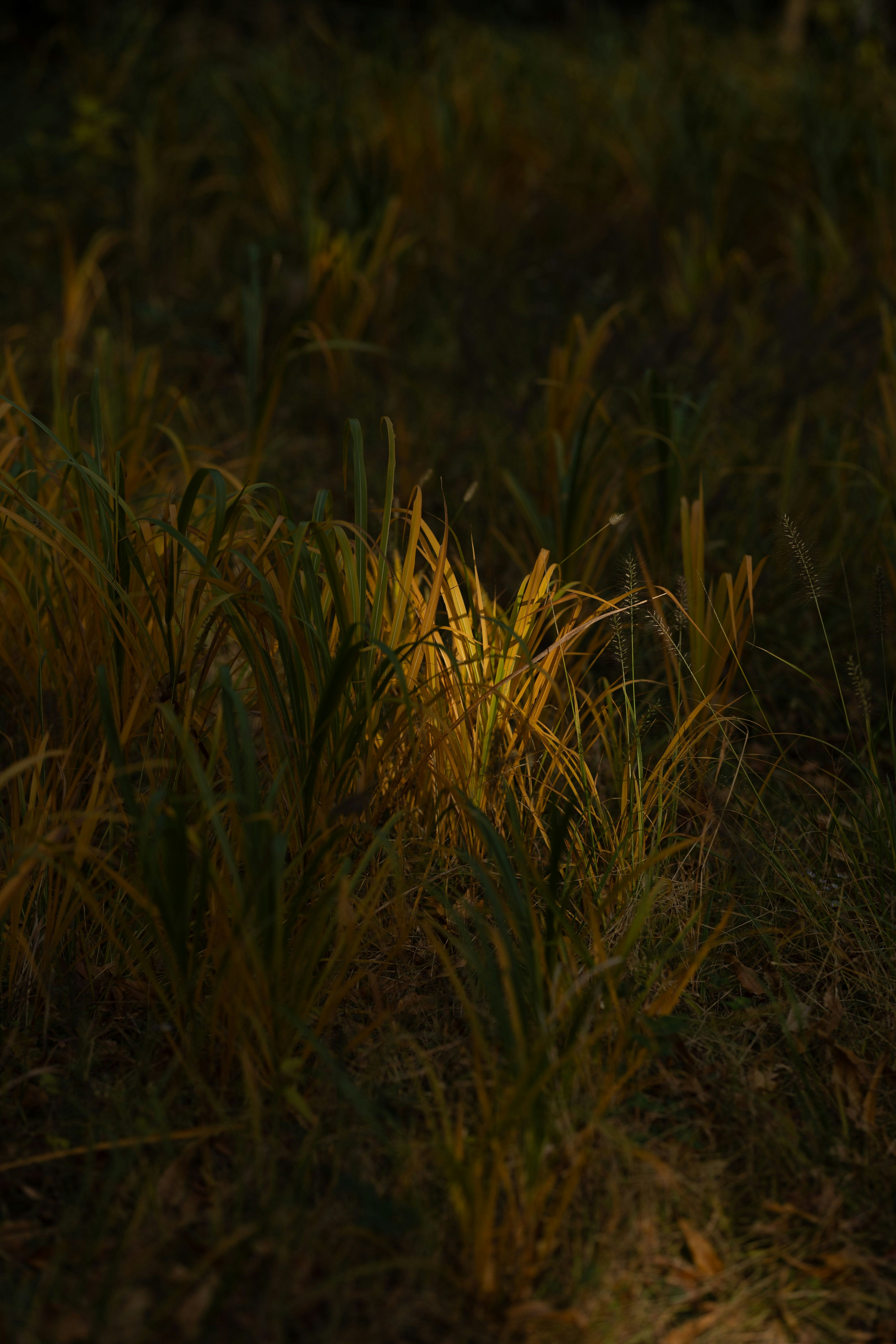 夕暮れの草むらに広がる自然の陰影