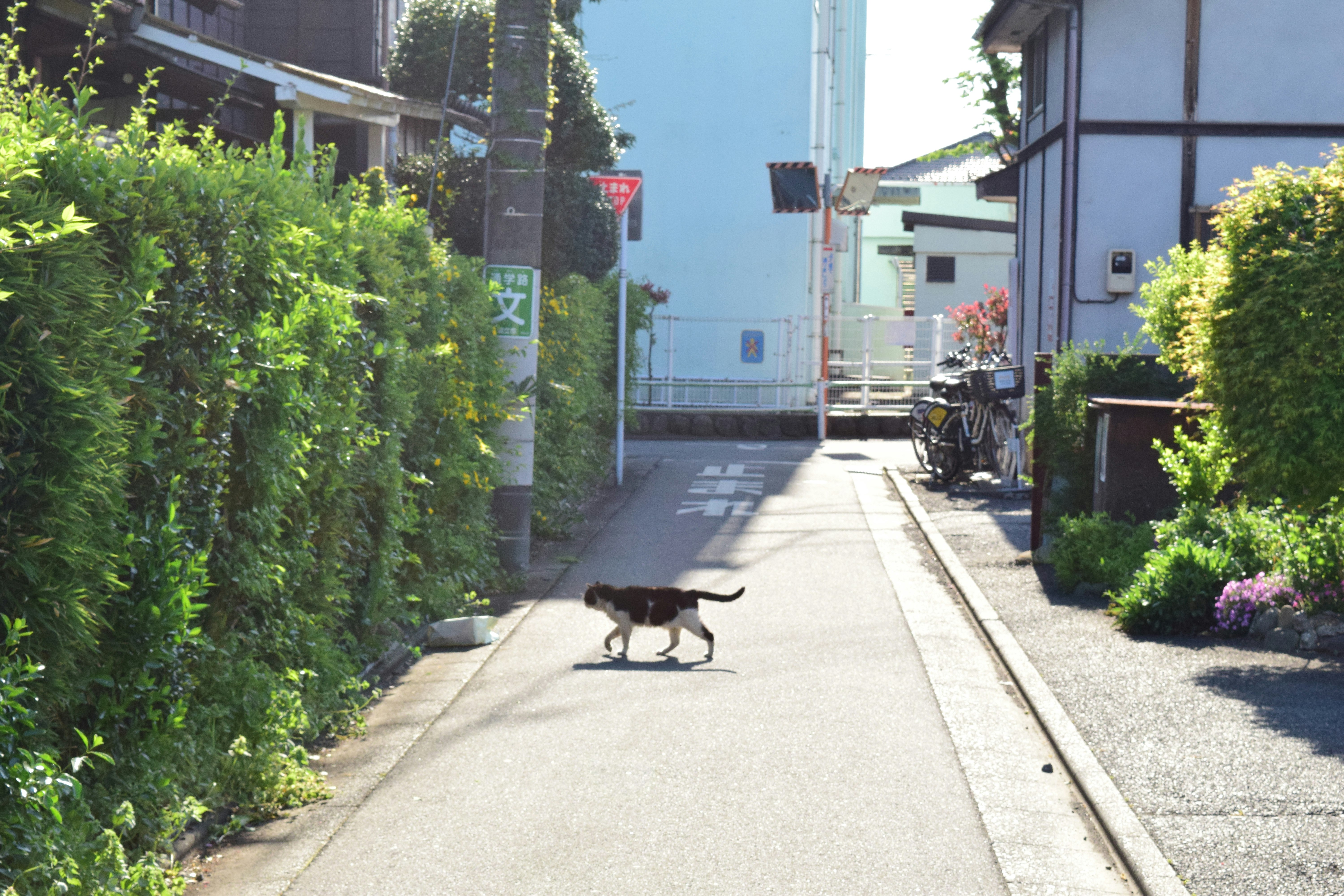 路地に並ぶ自転車と植栽のある静かな通り