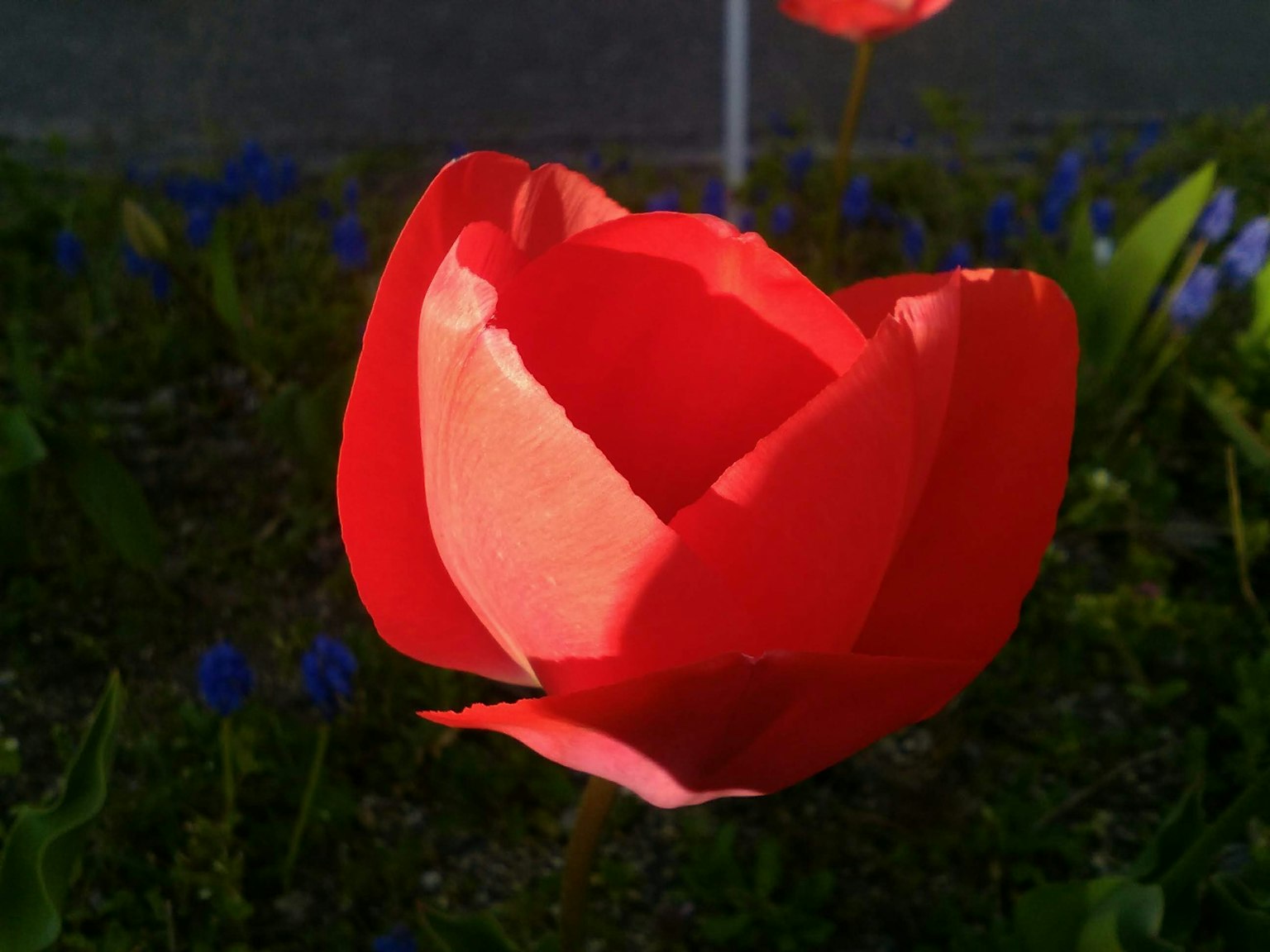 Une fleur de tulipe rouge entourée de fleurs bleues et de feuilles vertes