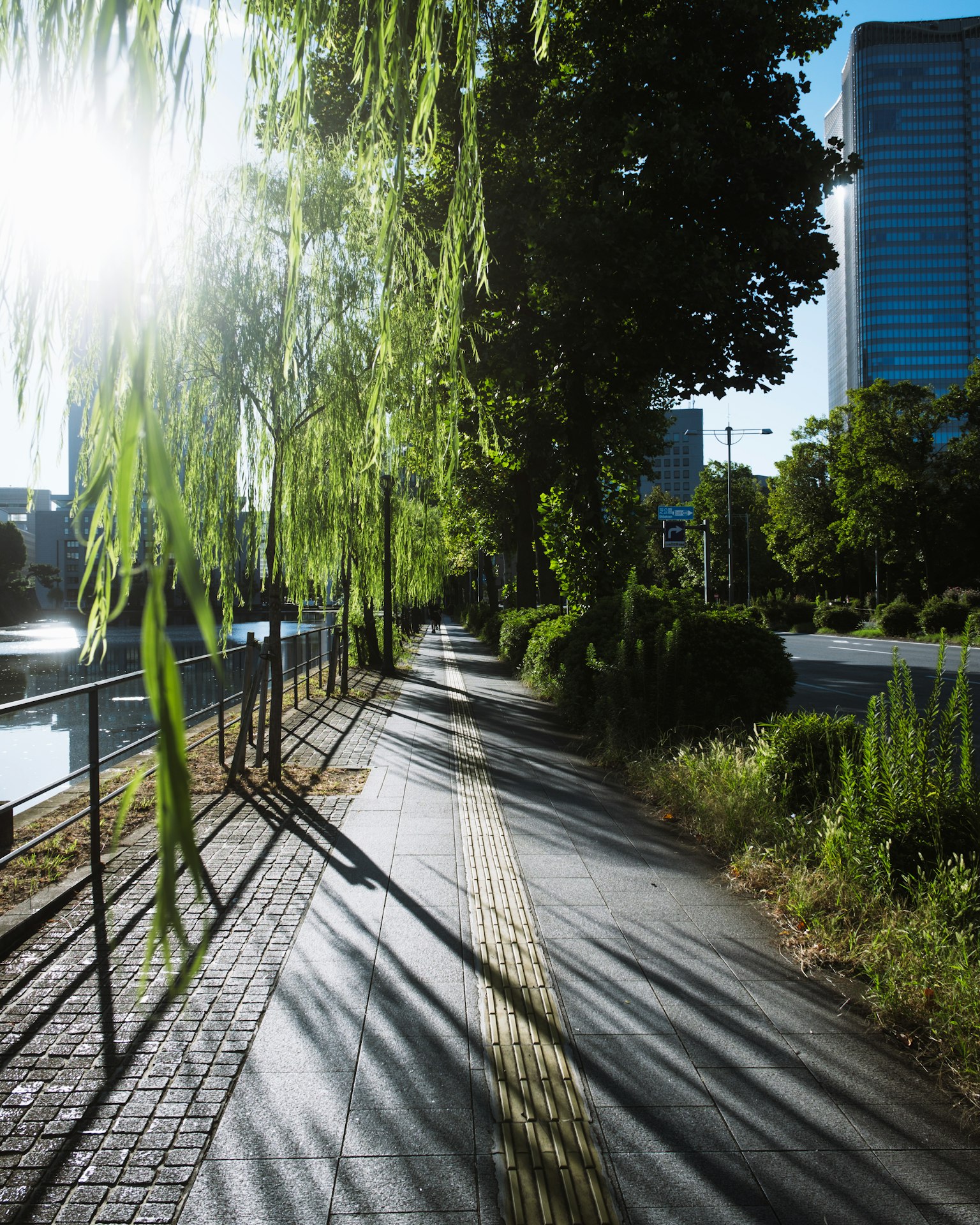Promenade luxuriante sous un ciel bleu avec des saules projetant des ombres