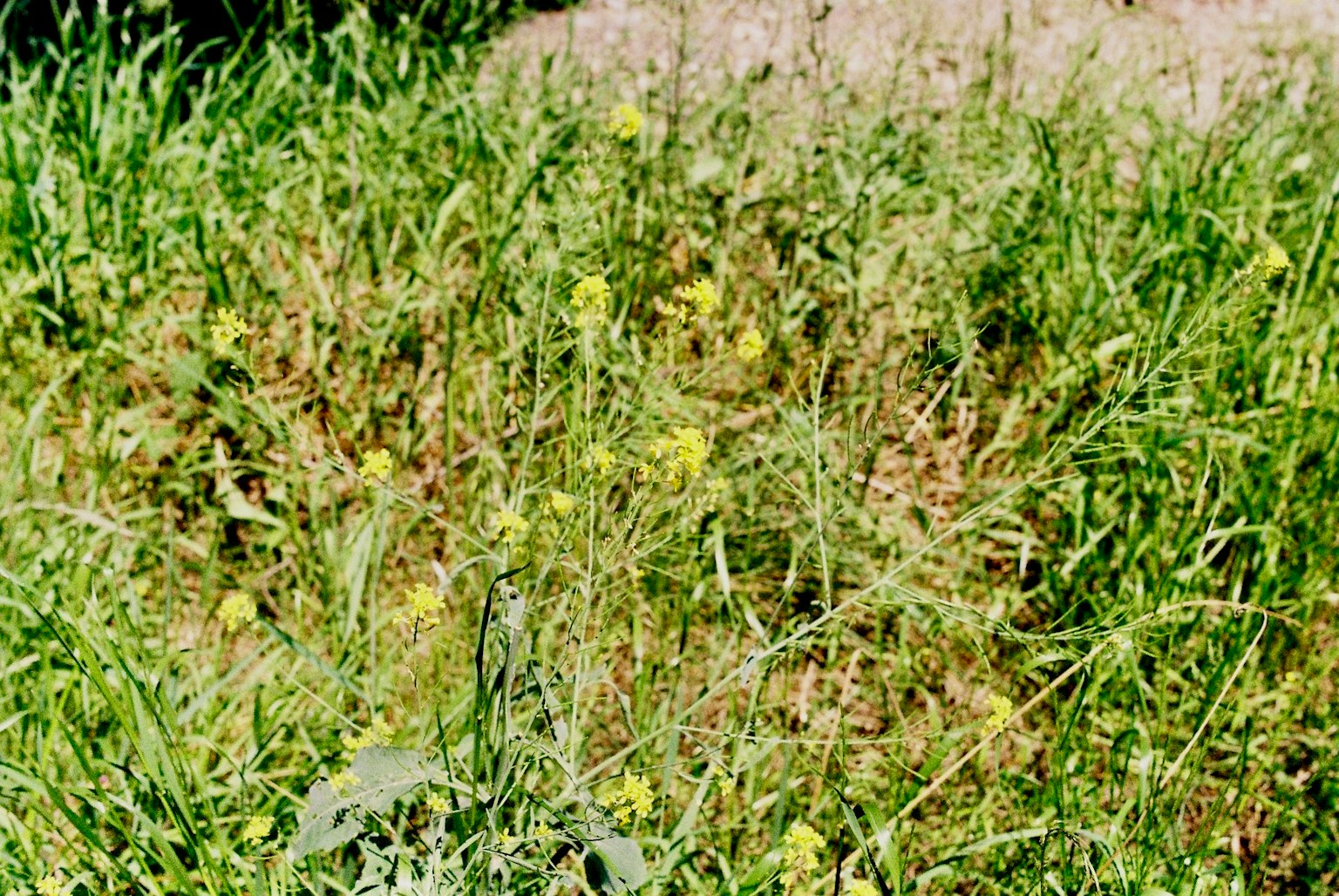 Bild eines grasbewachsenen Bereichs mit grünem Gras und gelben Blumen