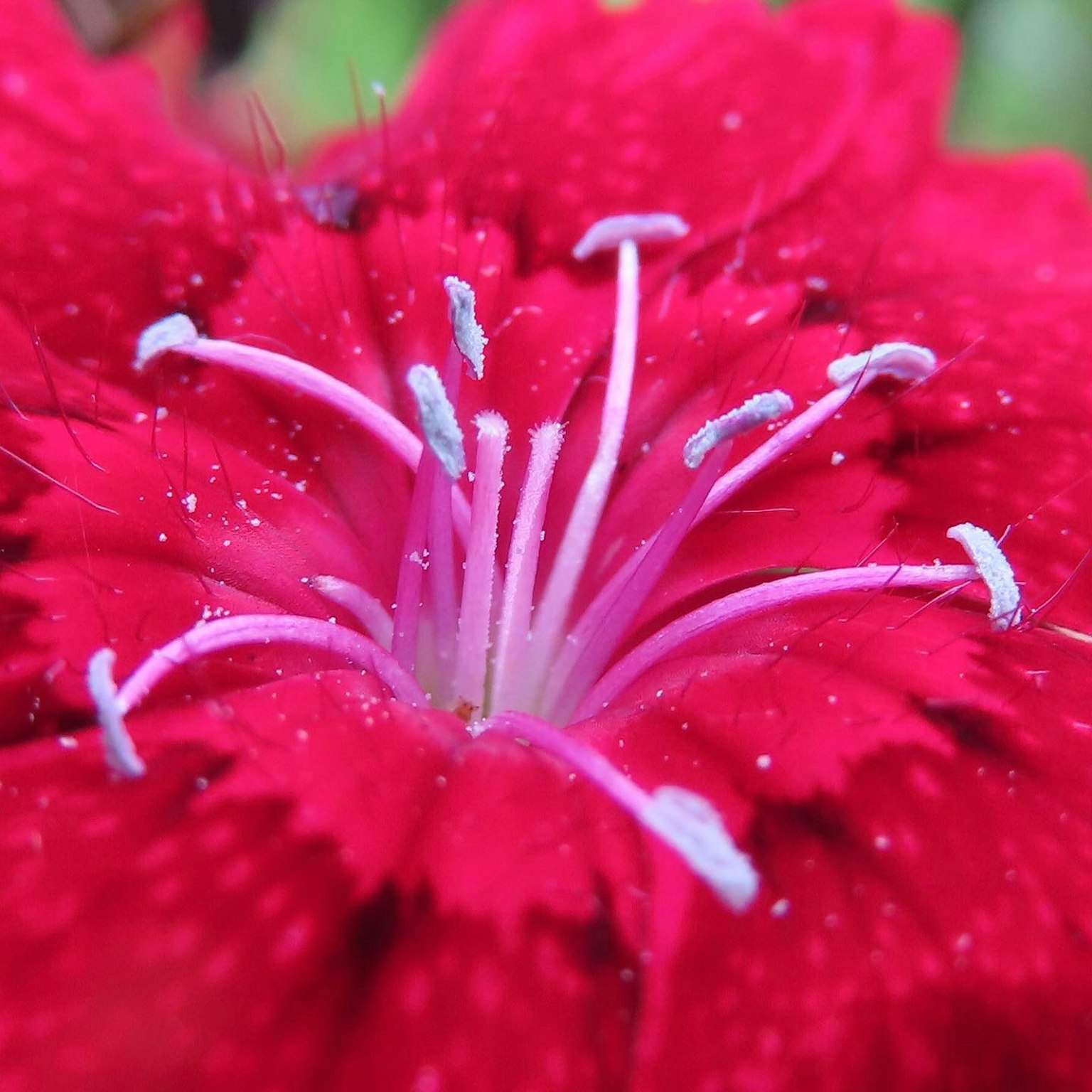 Close-up of a vibrant red flower with prominent white stamens