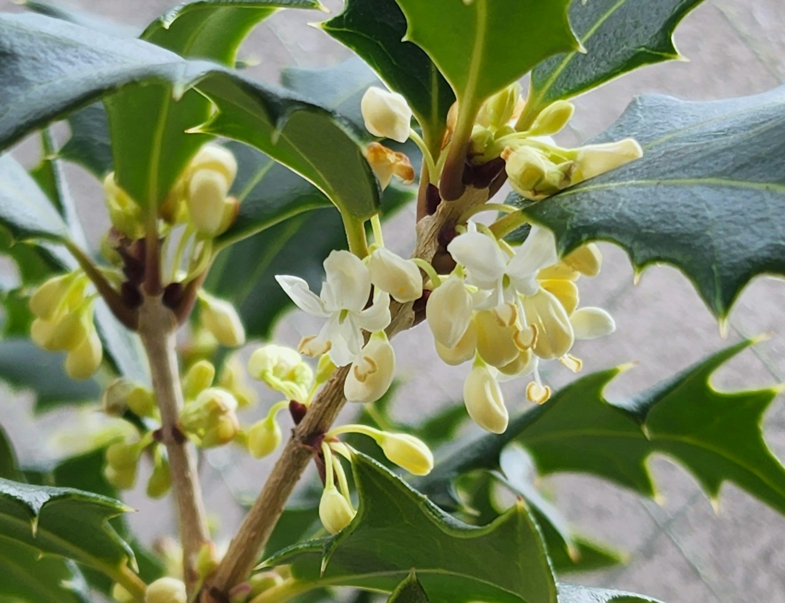 Kleine weiße Blumen, die an einem Stechpalmenzweig mit grünen Blättern blühen
