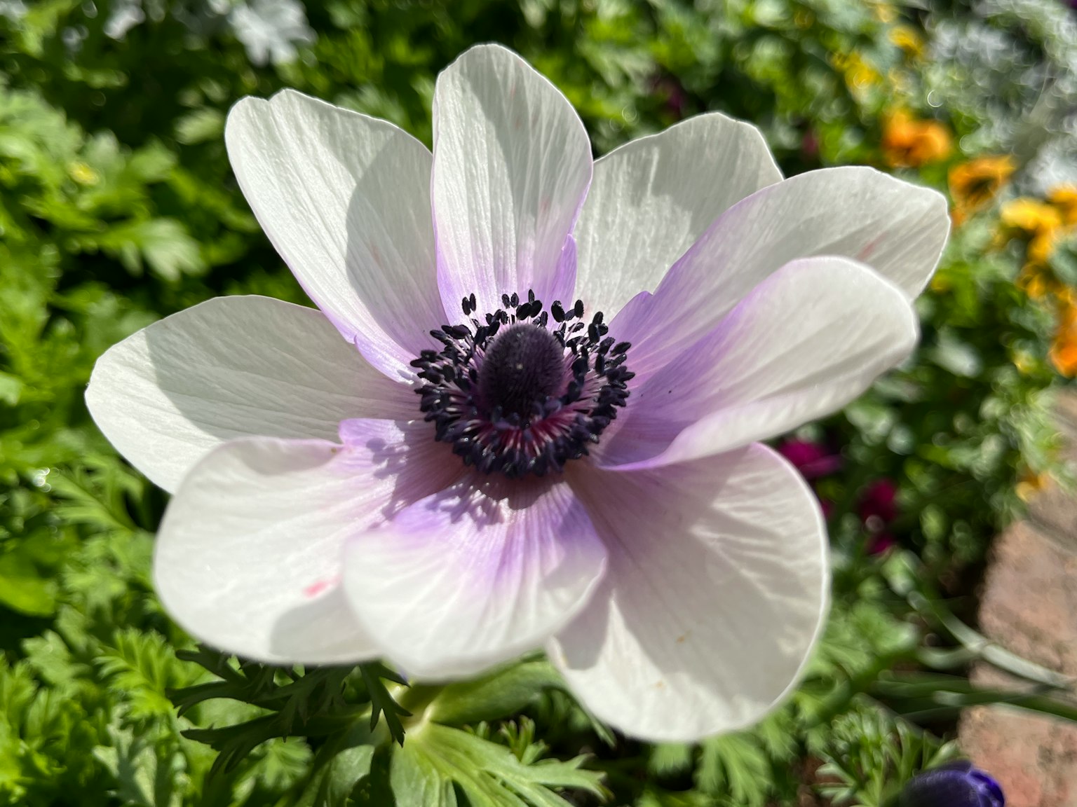 Une fleur d'anémone blanche en fleur avec des accents lavande et un centre sombre