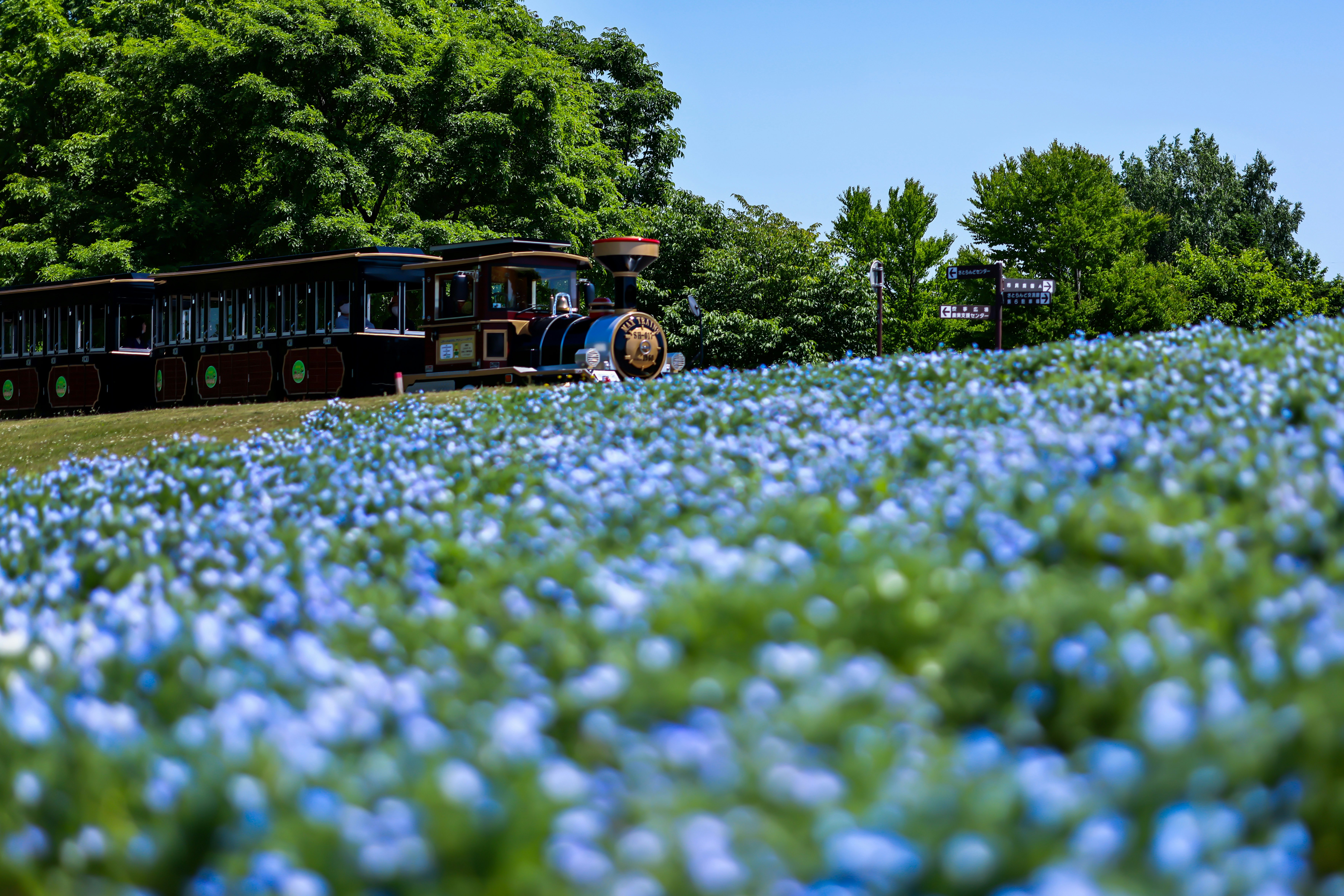 青い花畑を走る蒸気機関車の列車