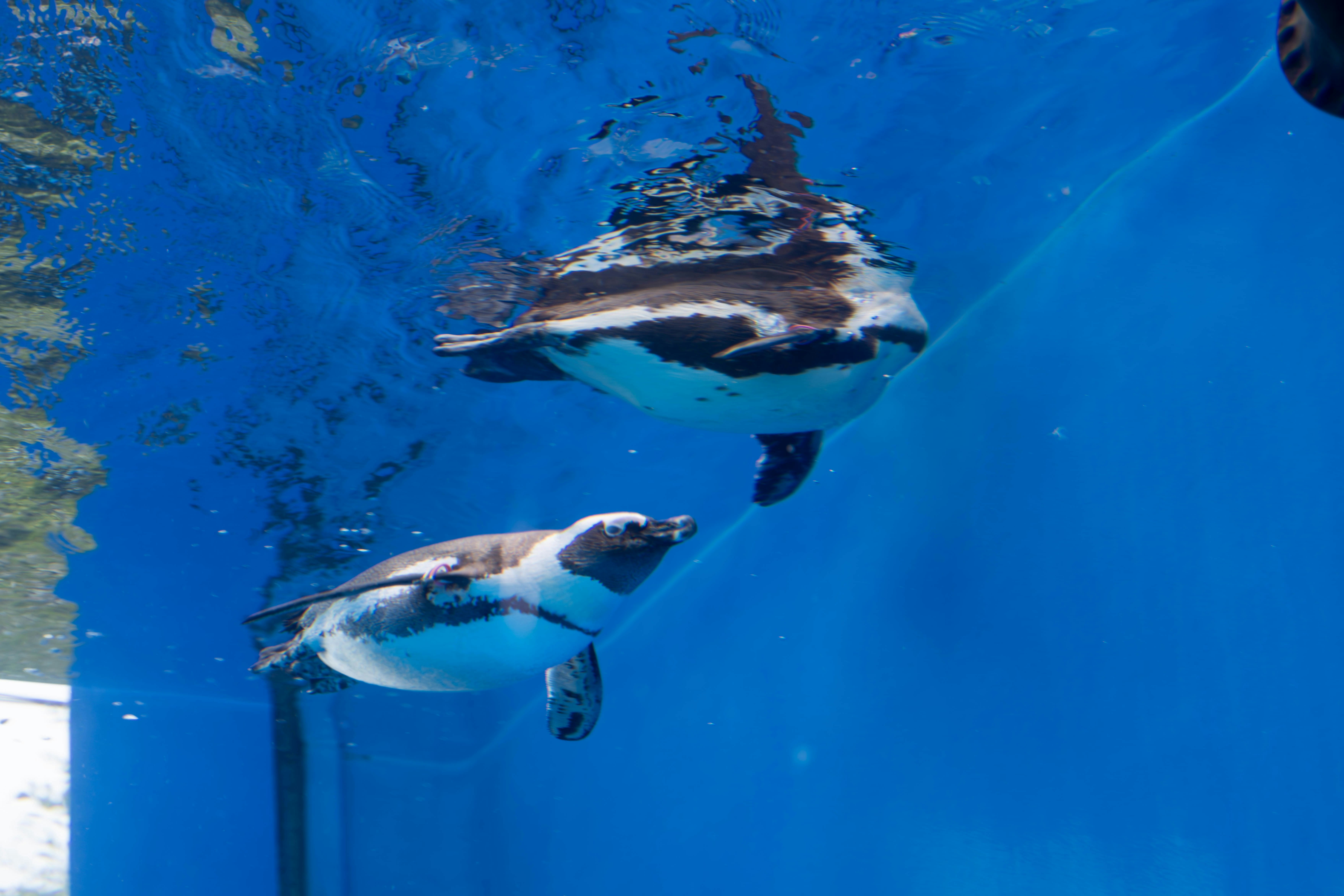 青い海で泳ぐイルカの親子のような群れの水中シーン