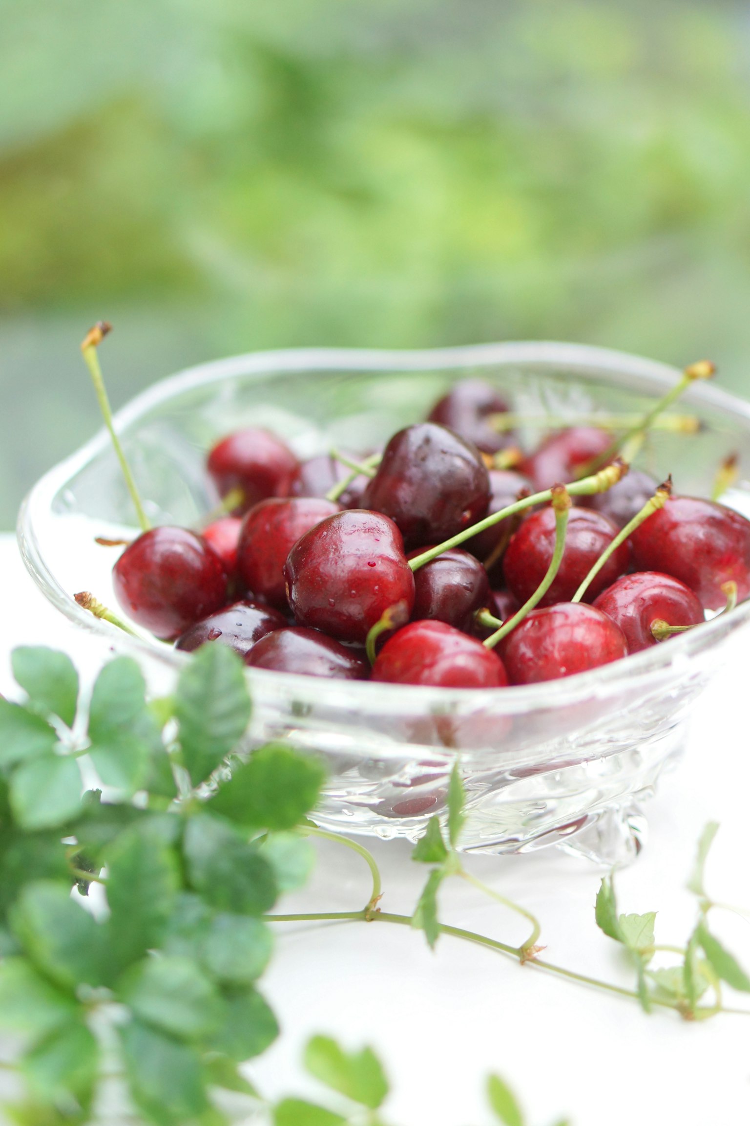Ciliege rosse fresche in una ciotola trasparente con fogliame verde sullo sfondo