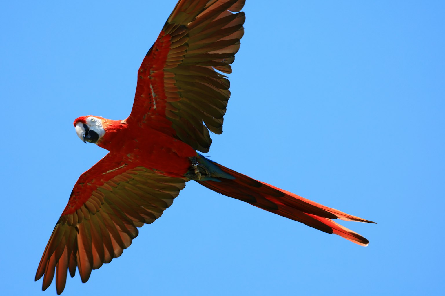 A beautiful red parrot soaring in the sky