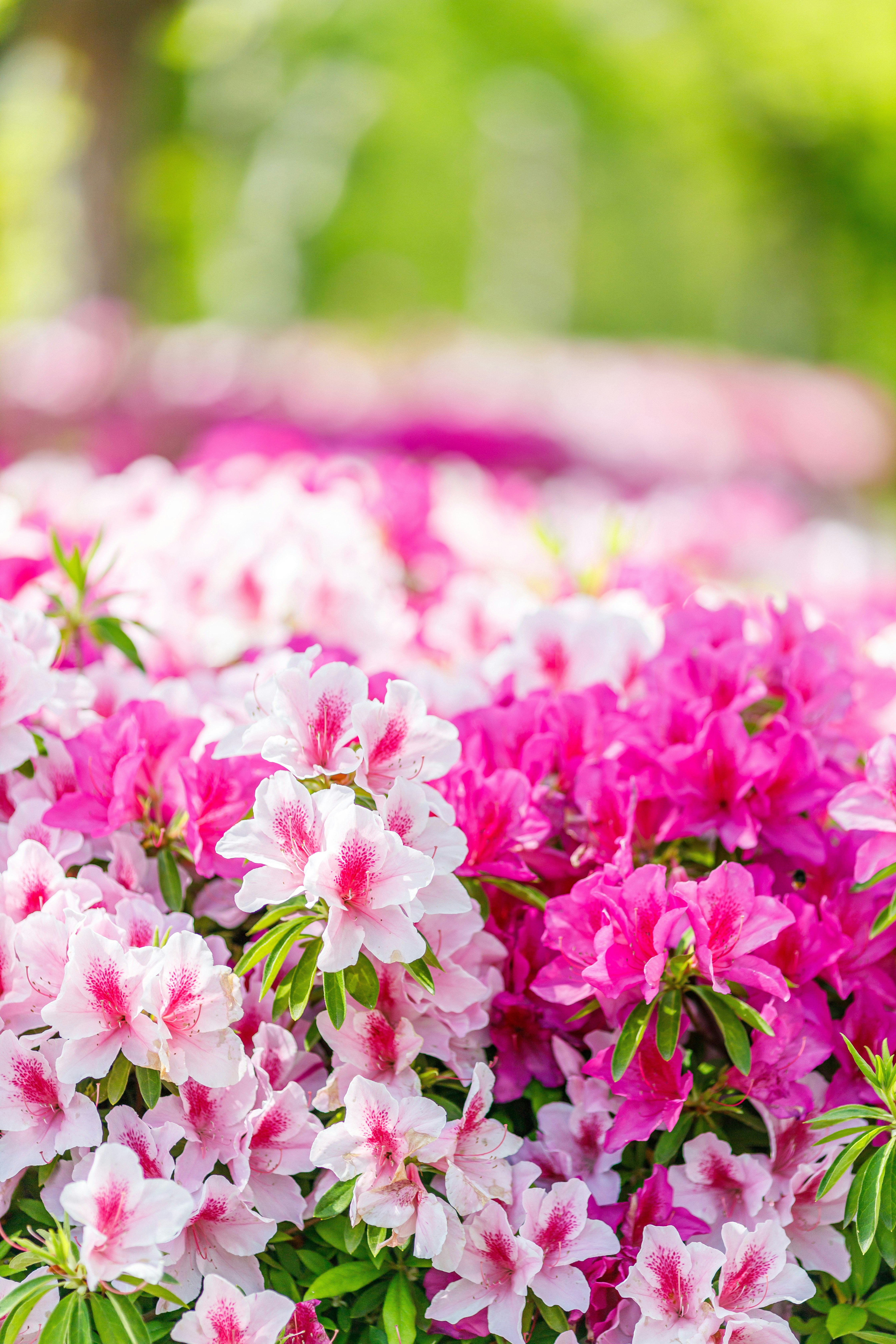 ツツジの花が咲き誇る花畑の風景