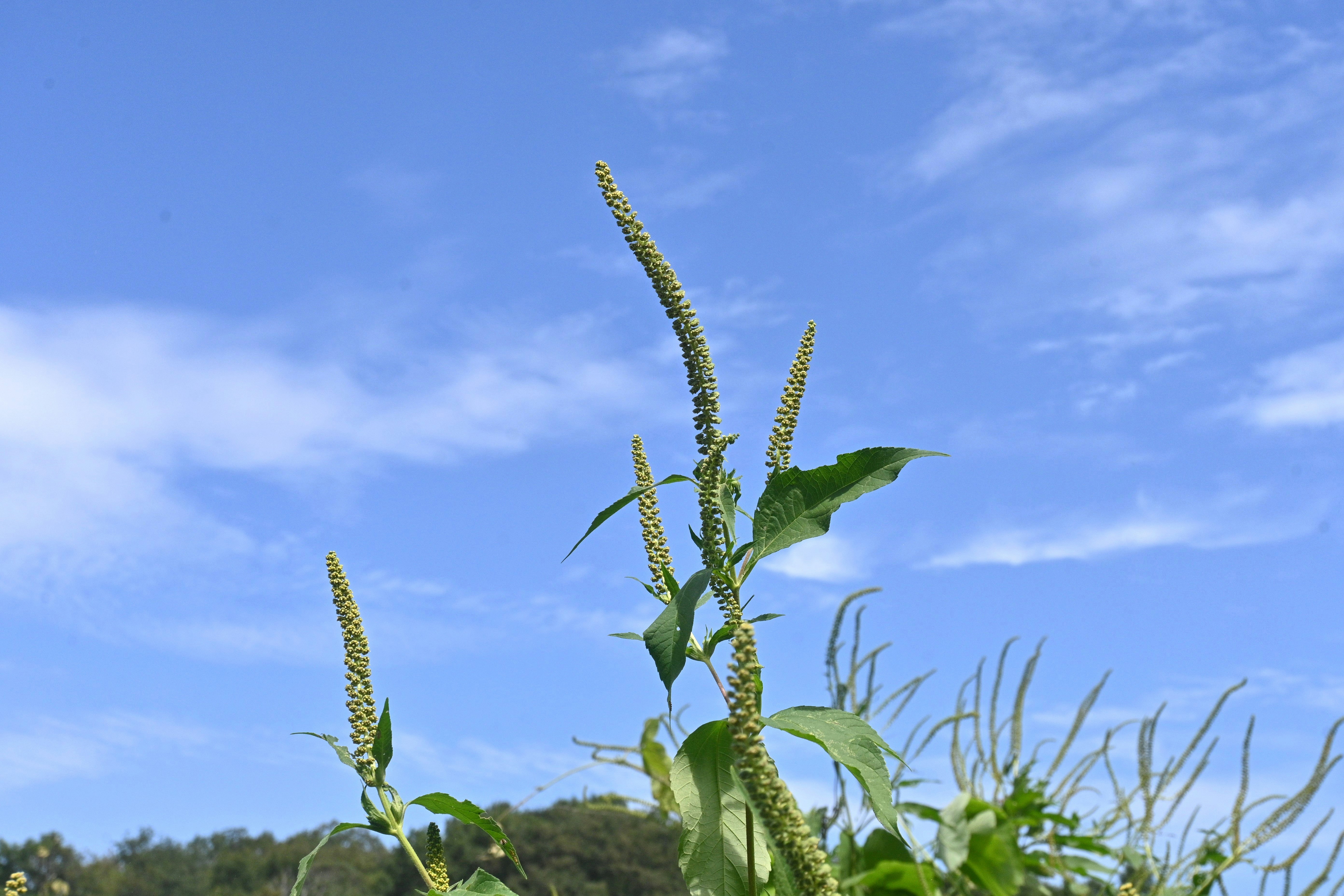 藍天之下生長的豚草幼花穗