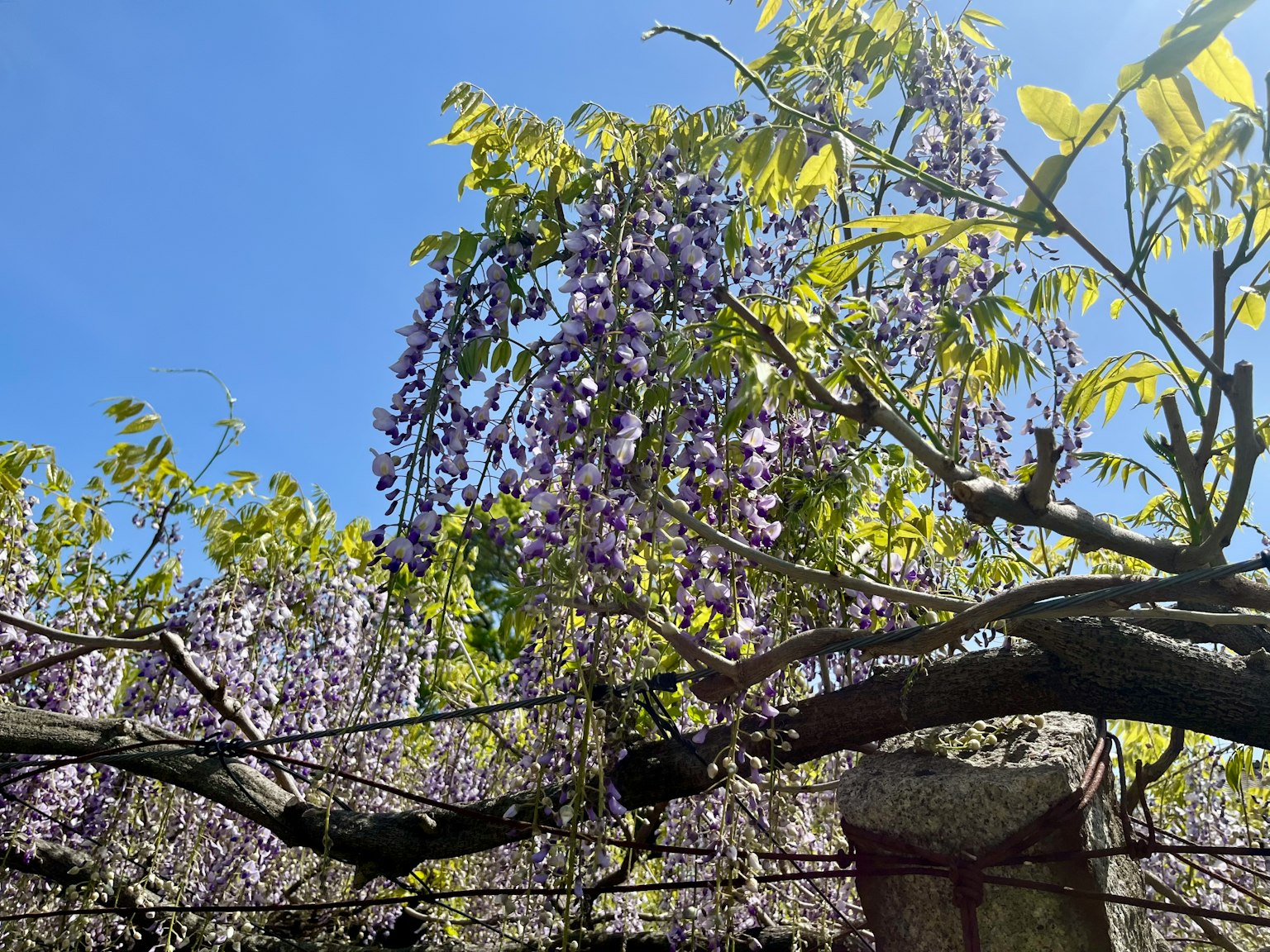 Fiori di glicine che fioriscono sotto un cielo blu