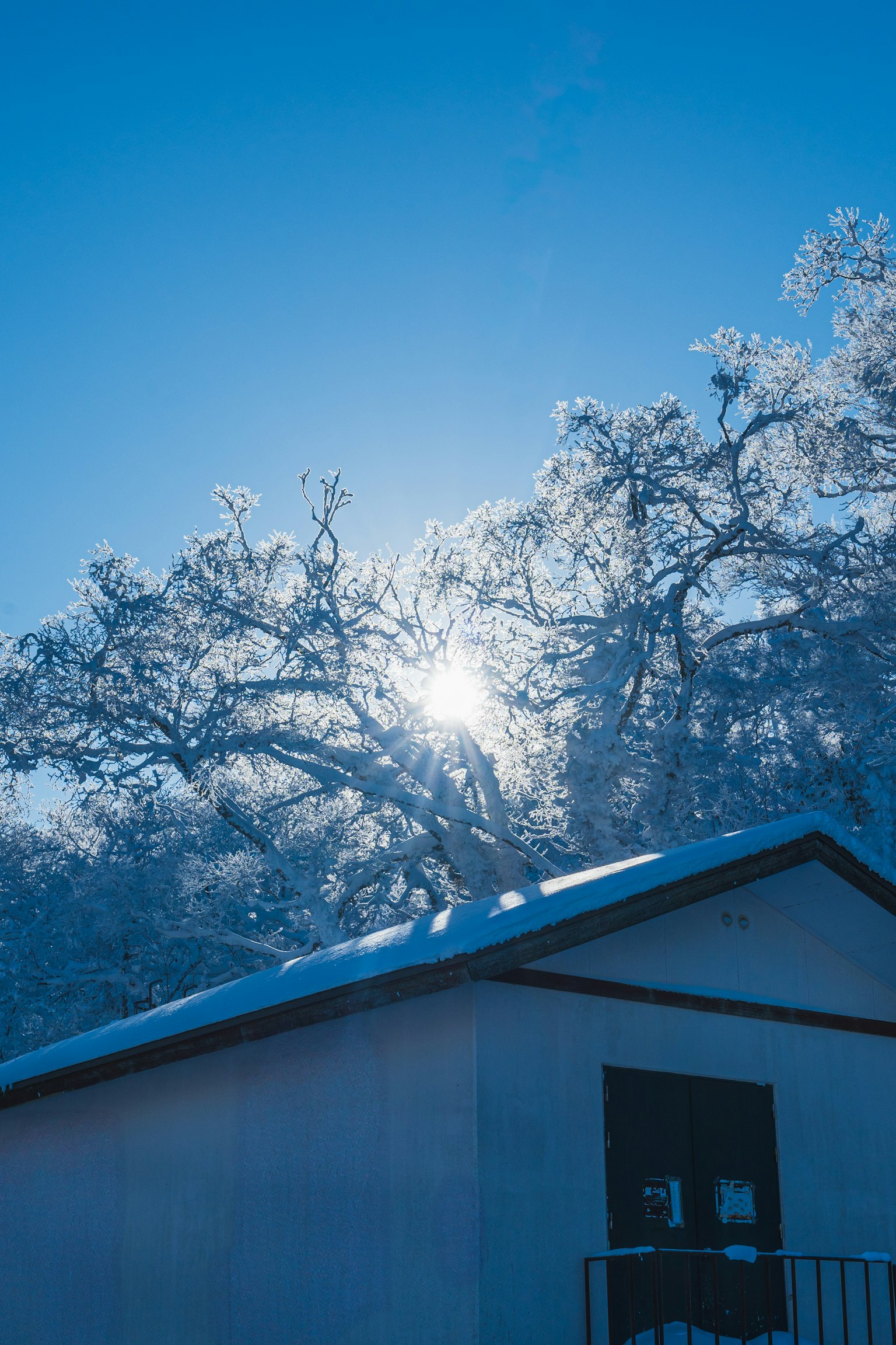 Alberi coperti di neve che brillano sotto un cielo blu con una casa bianca in primo piano