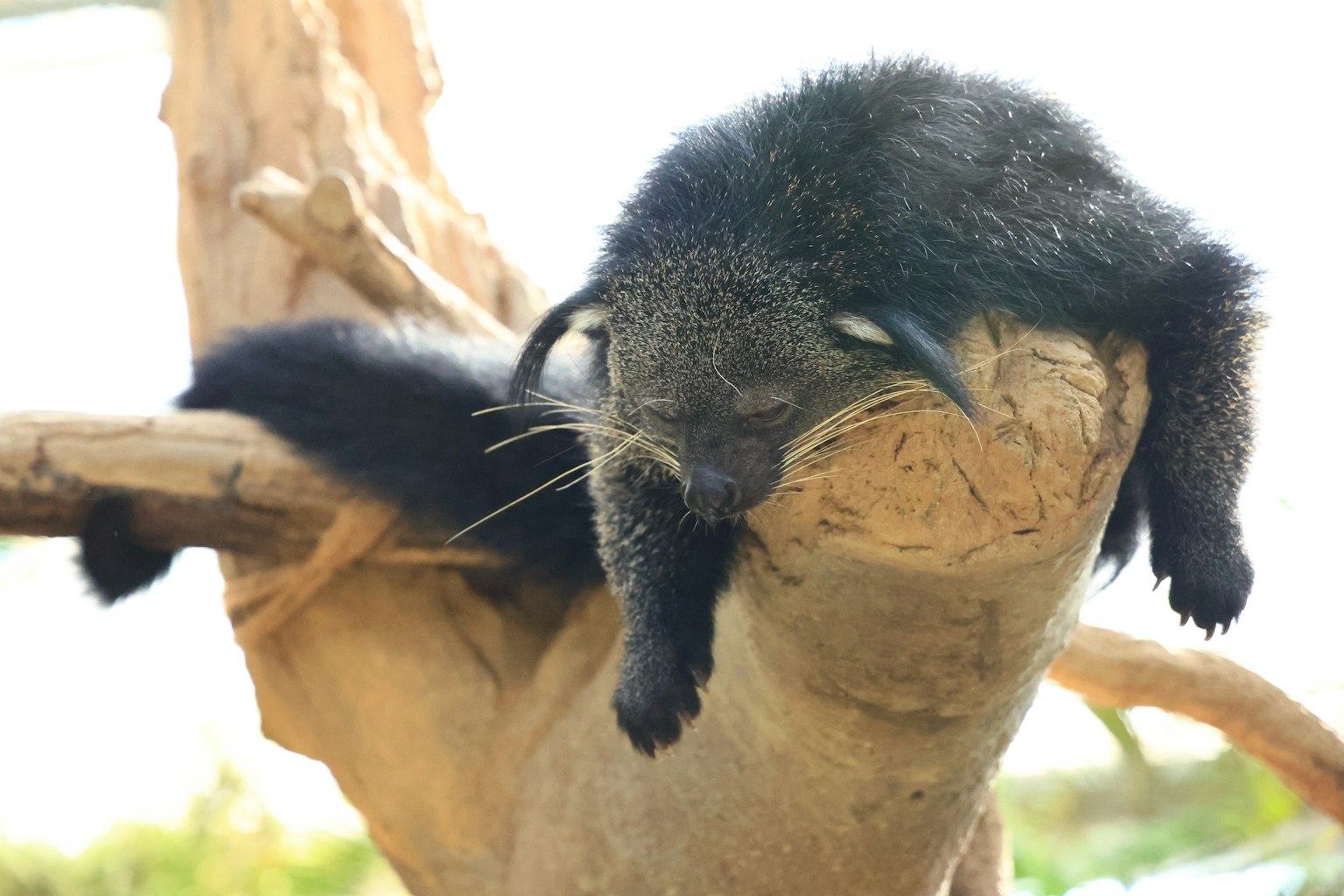 Un animale nero sdraiato su un ramo d'albero
