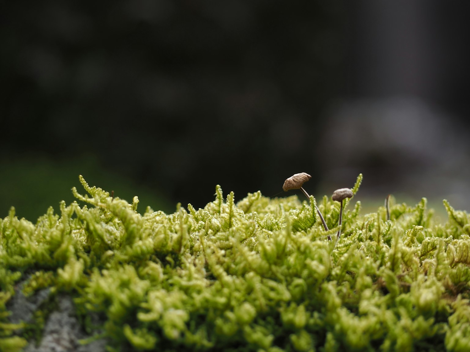 Petits champignons poussant sur une mousse verte luxuriante dans un cadre naturel