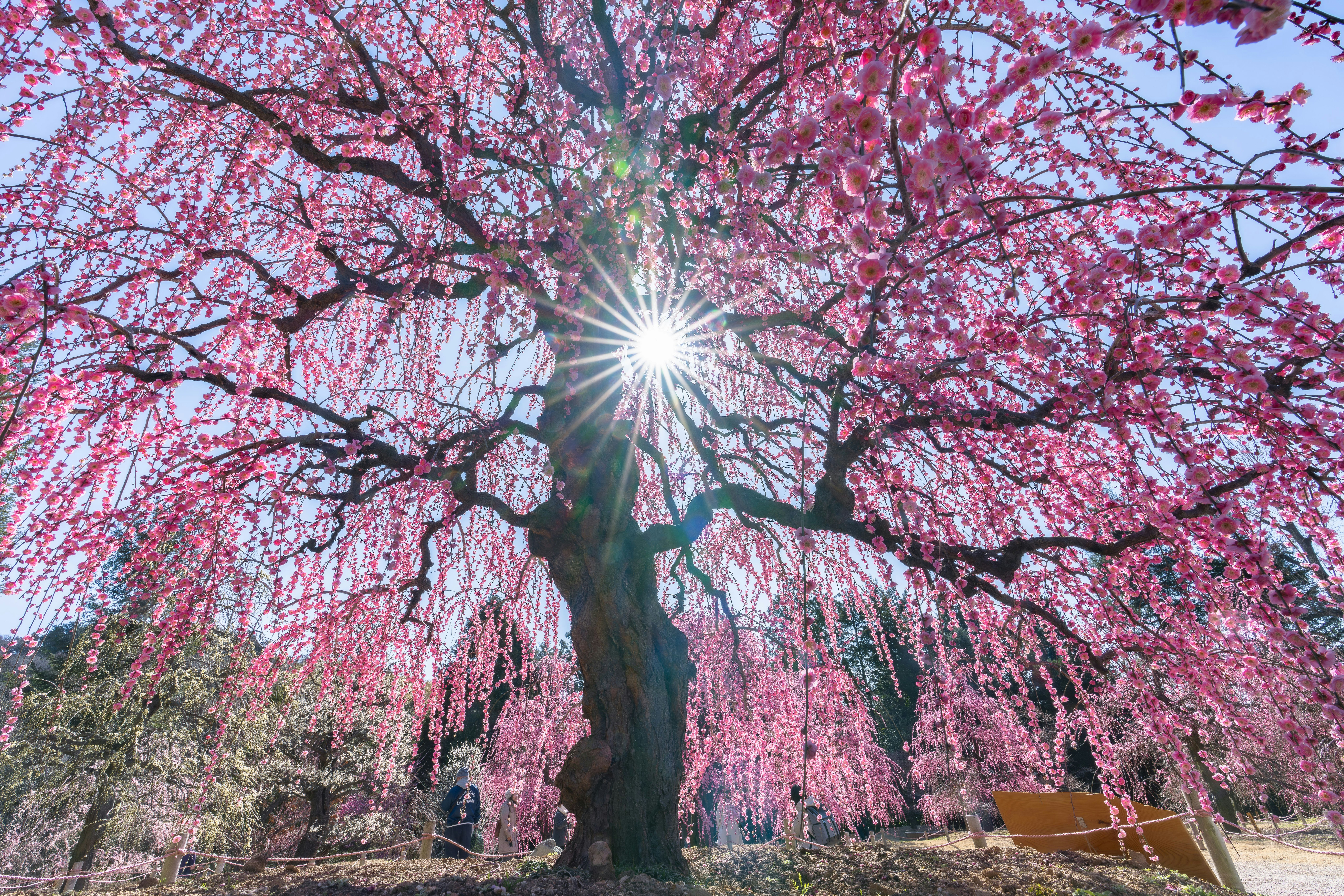 桜の花が咲き並ぶ大きな枝と幹の下の光