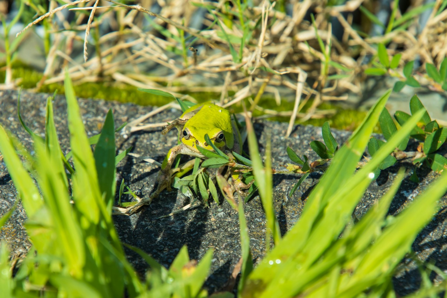 Une grenouille verte camouflée parmi l'herbe et les pierres