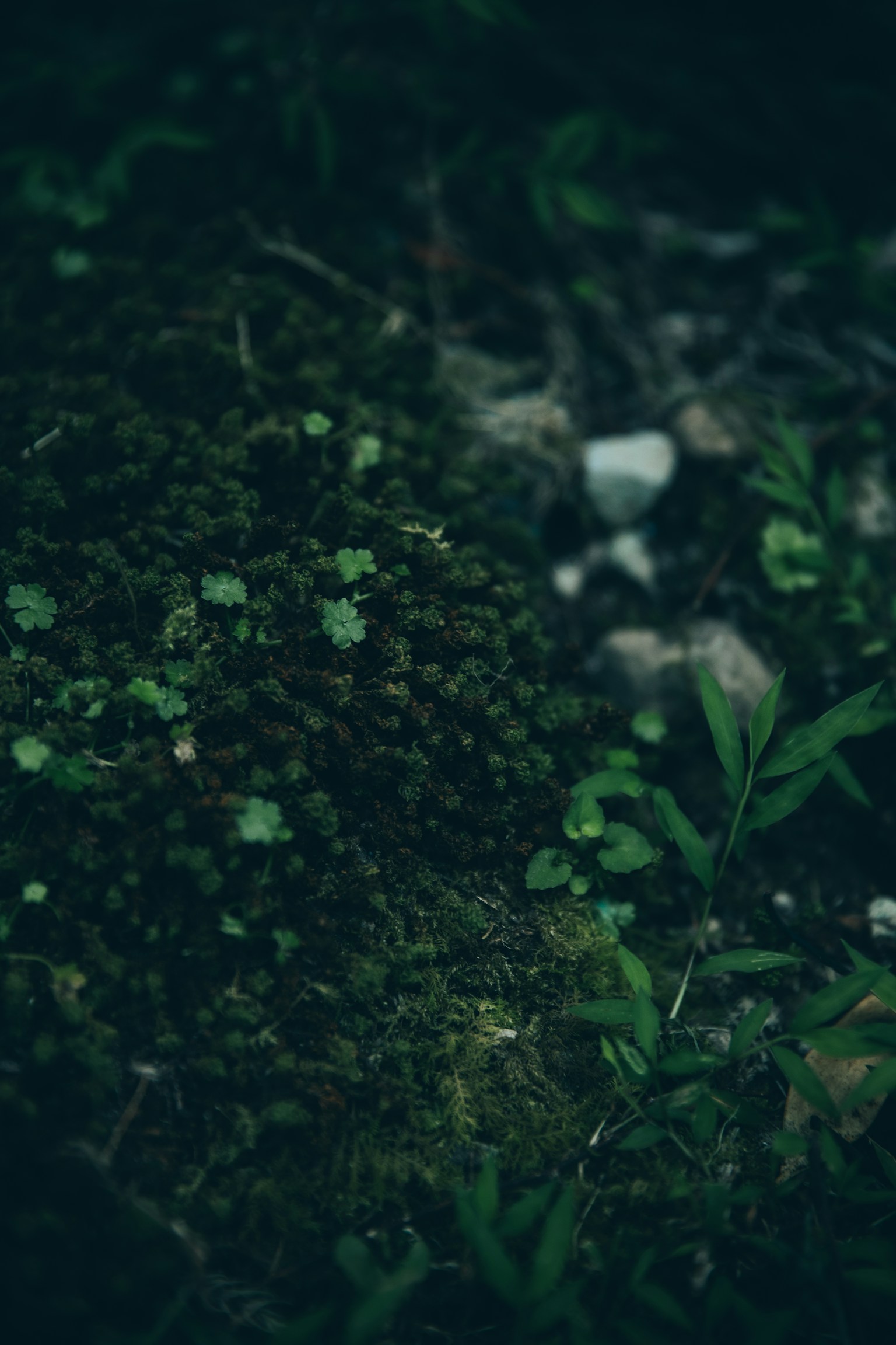 Primer plano de un suelo oscuro cubierto de musgo verde y pequeñas plantas