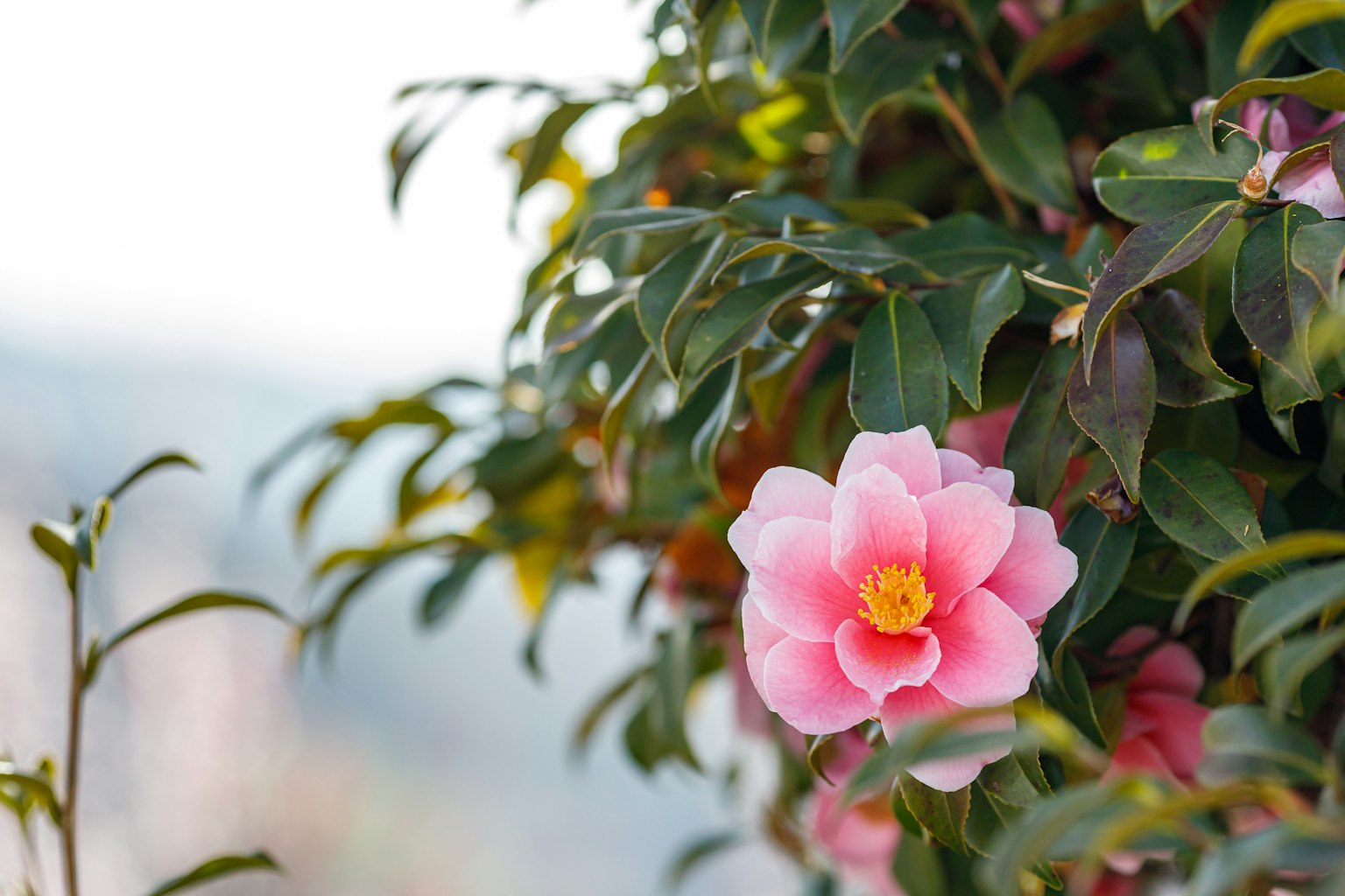 Close-up of a camellia flower with soft pink petals and green leaves