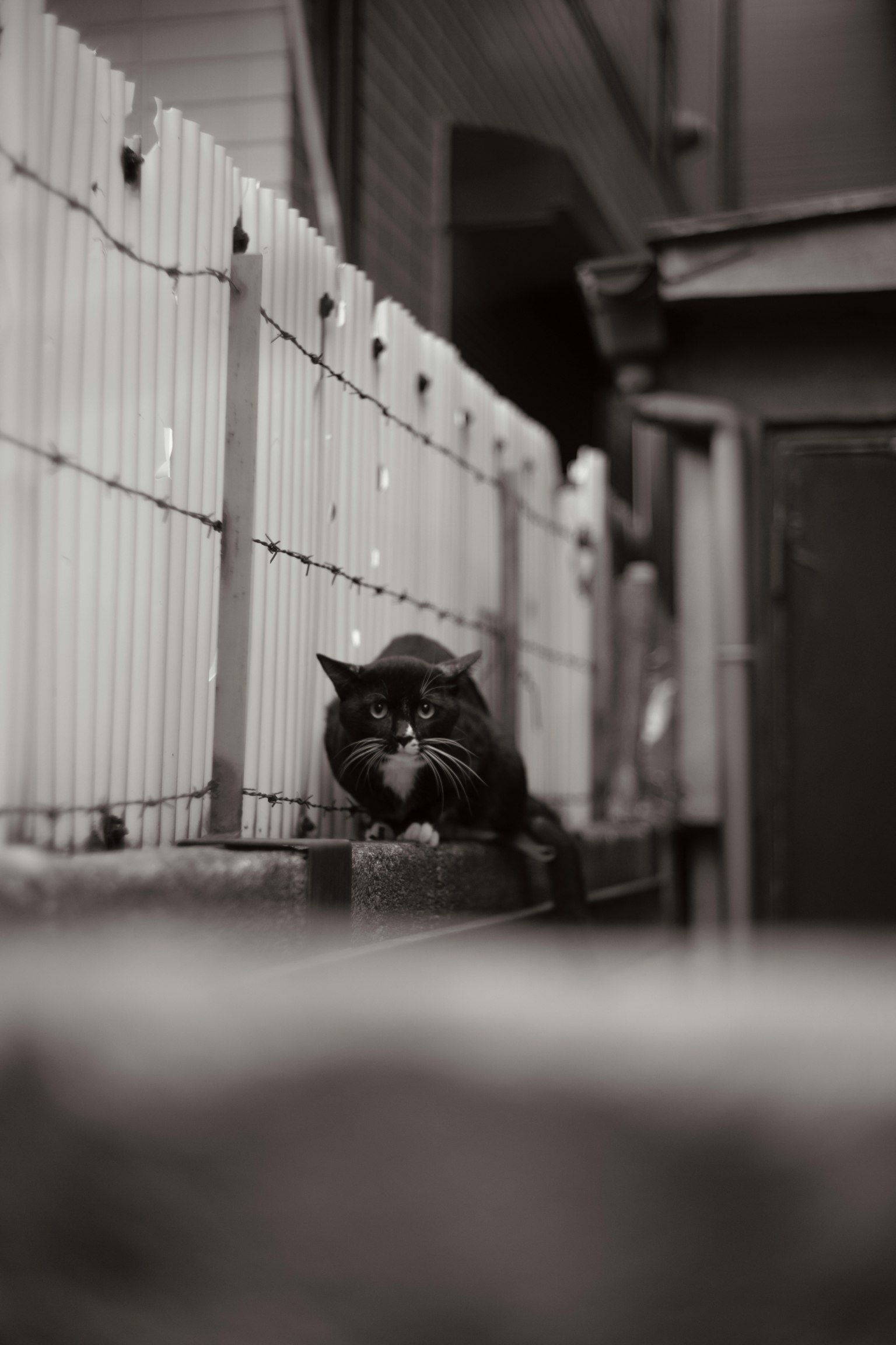 A black and white cat lying on a fence