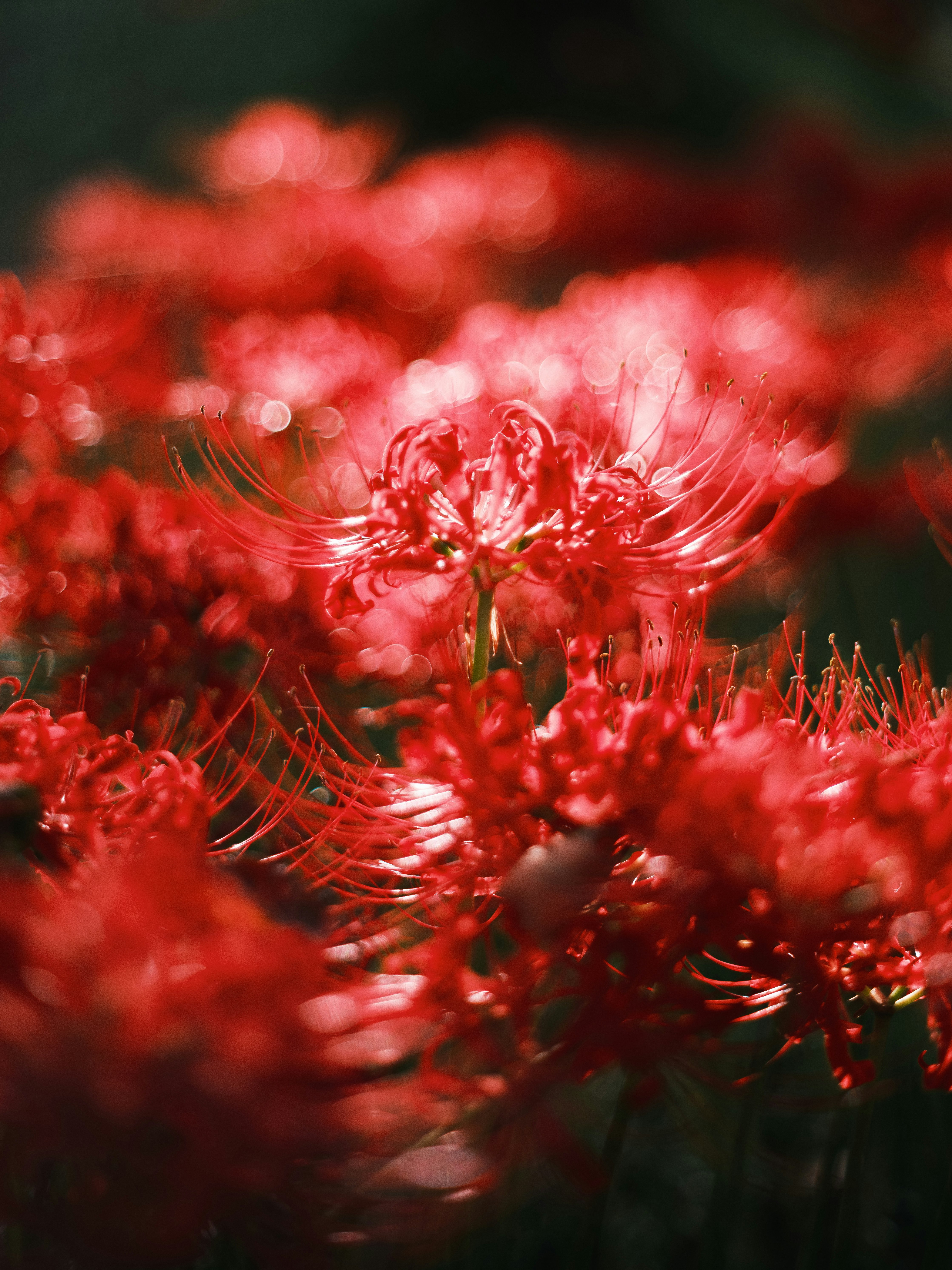 赤い彼岸花の群生と花びらの細かな糸状の花