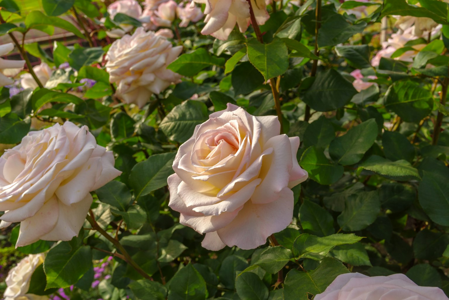 Hellrosa Rosen blühen zwischen üppigem grünem Laub