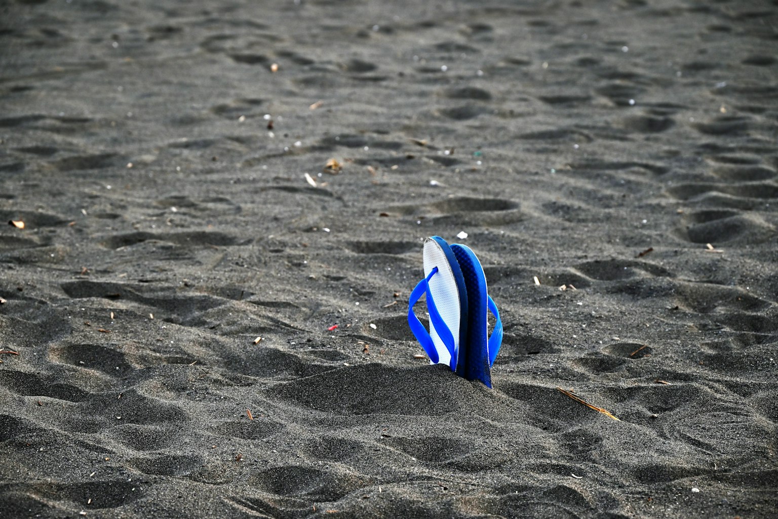 Jepit kaki biru sebagian terkubur di pantai berpasir hitam