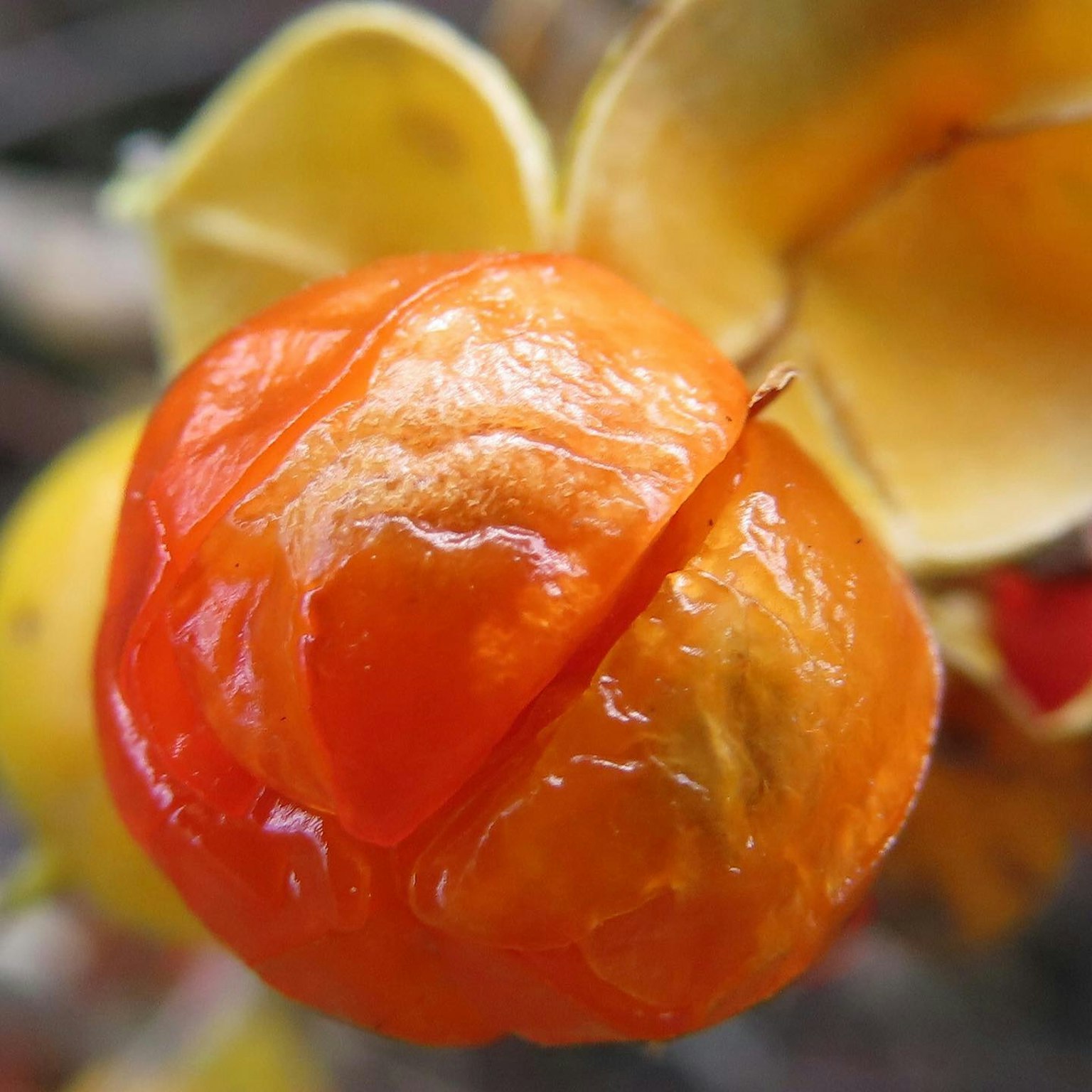 Buah oranye cerah dikelilingi oleh daun kuning