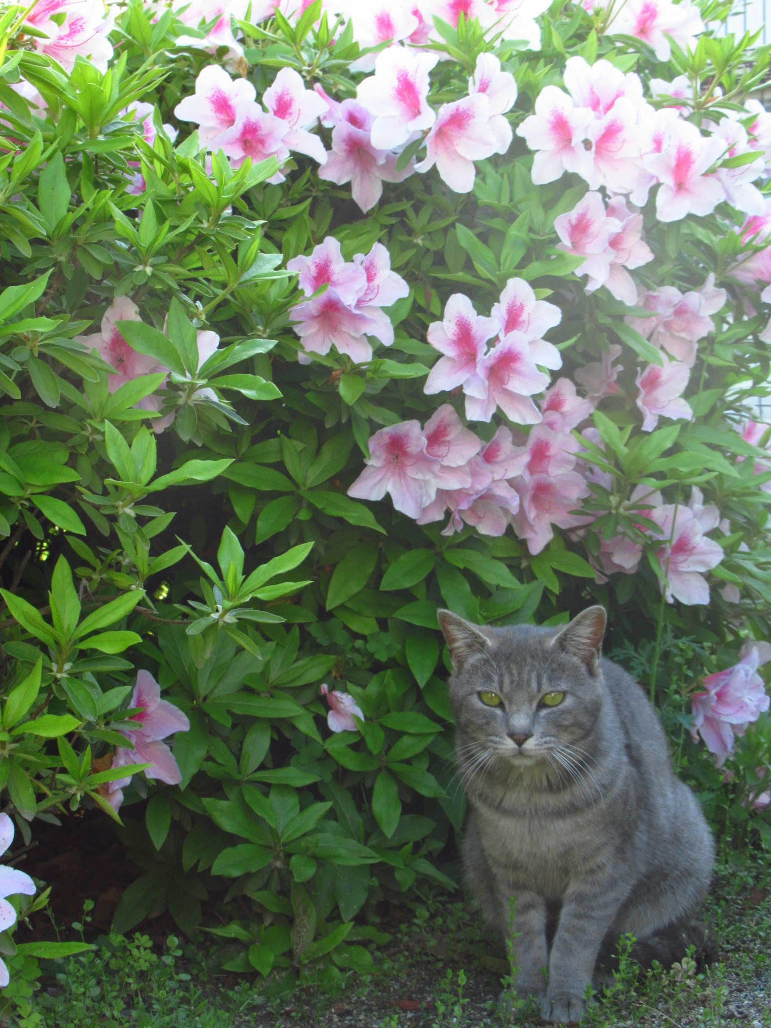 花壇のピンクの花と猫が寄り添う庭の風景