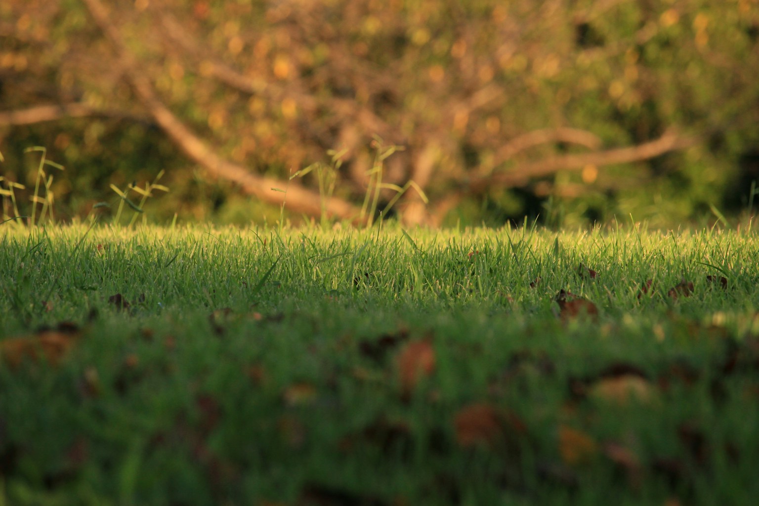 Herbe verte luxuriante avec des arbres flous en arrière-plan