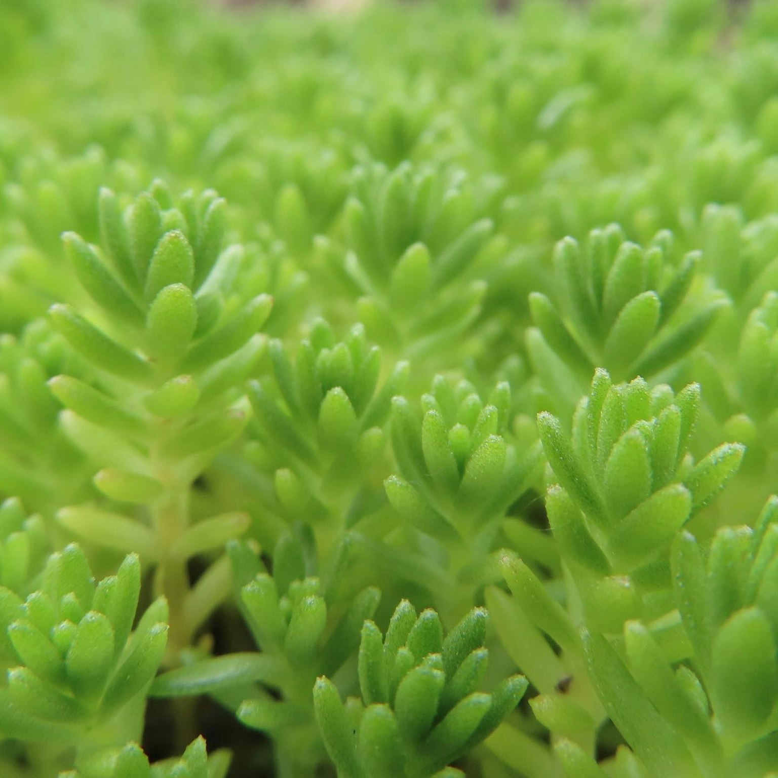 Immagine in primo piano di piante succulente verdi