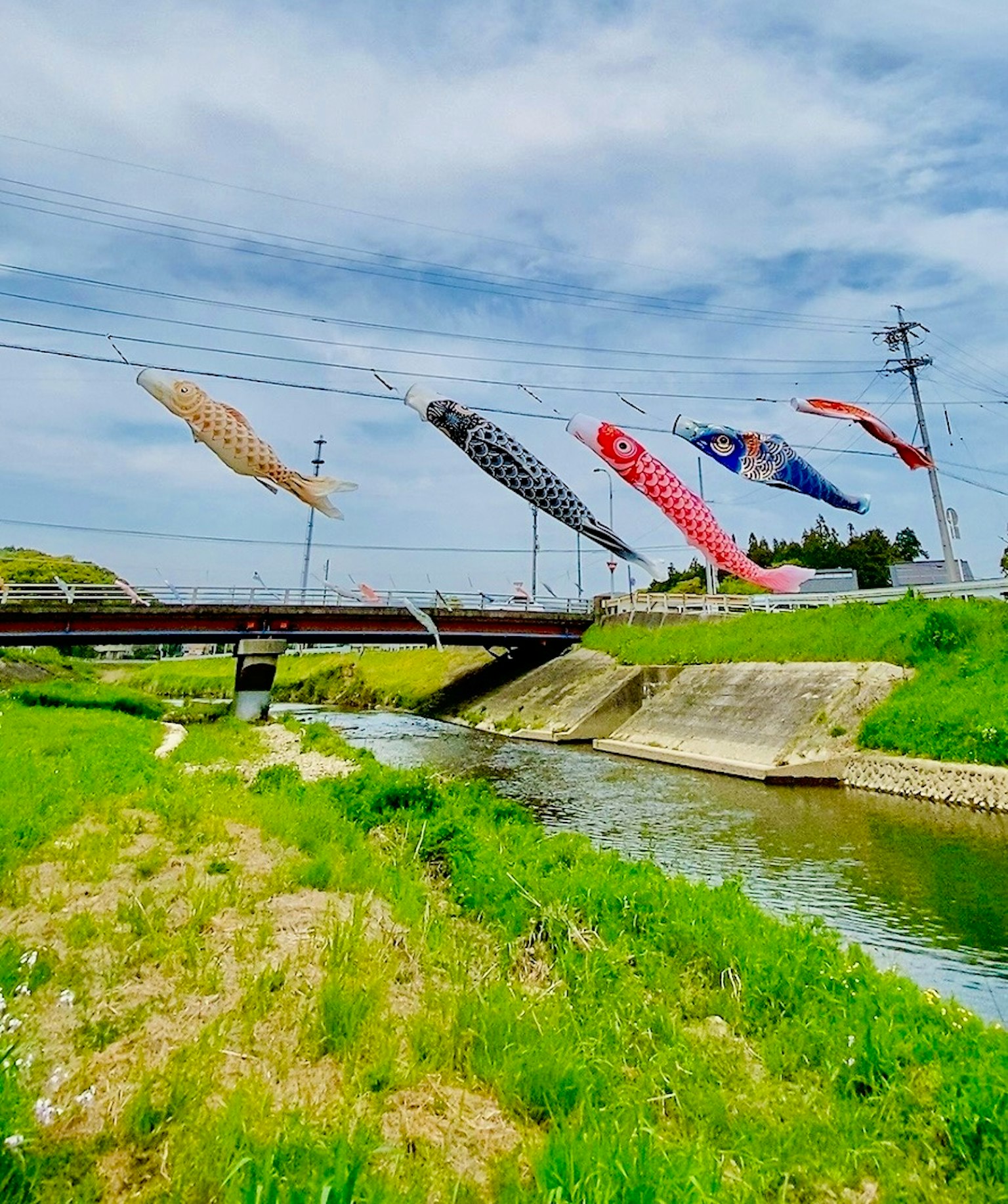 Koinobori terbang di atas sungai dengan jembatan dan rumput hijau