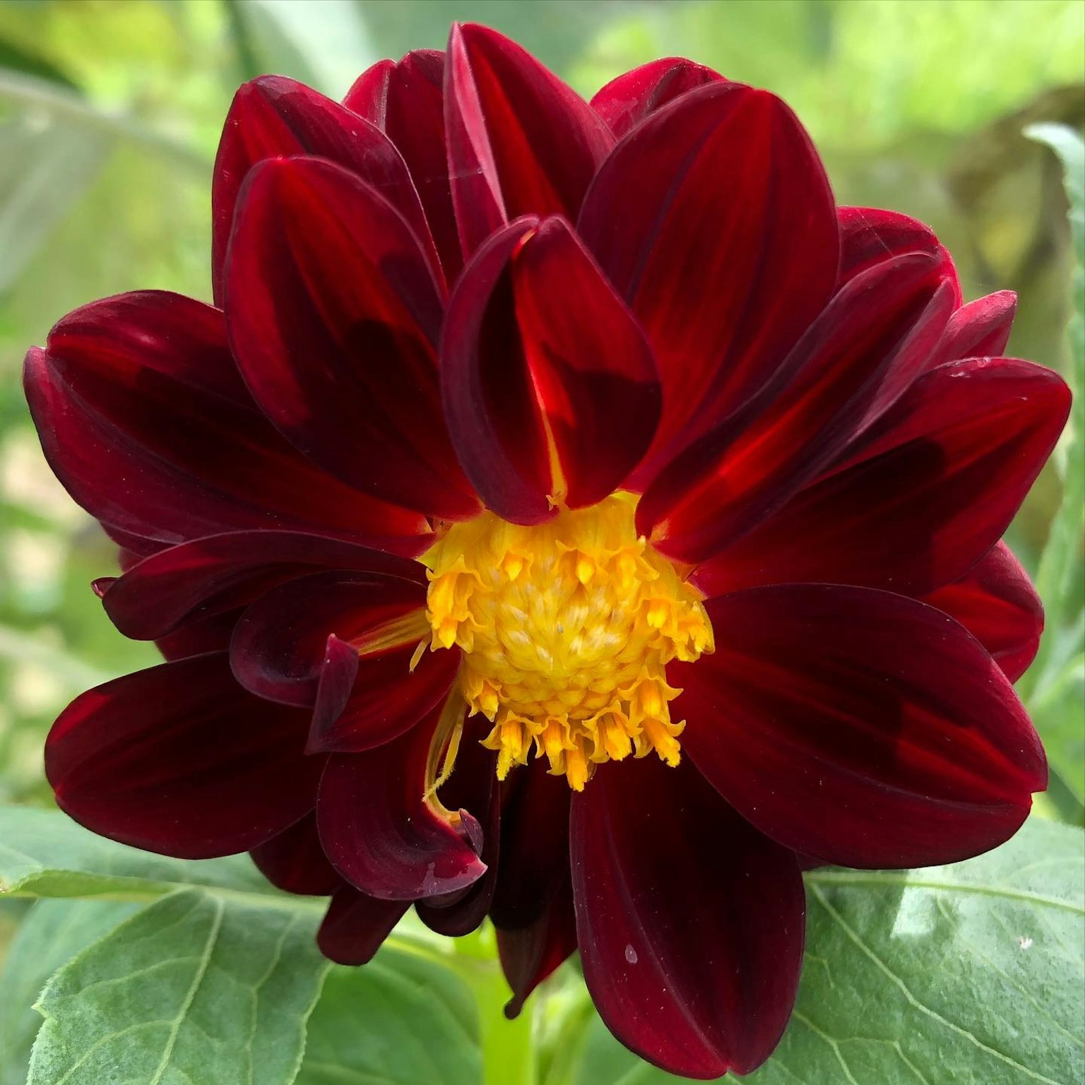 Kedekatan bunga dahlia merah tua dengan pusat kuning dikelilingi daun hijau