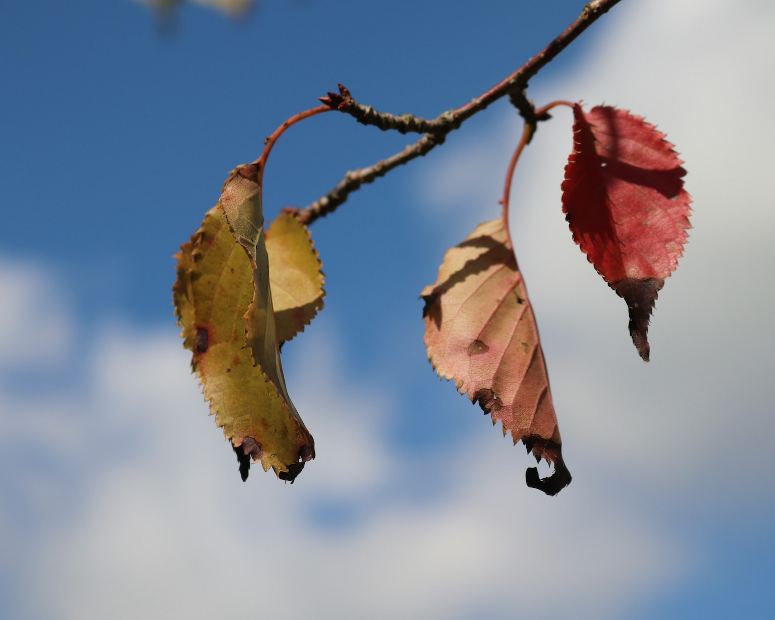 Colorful leaves hanging under a blue sky