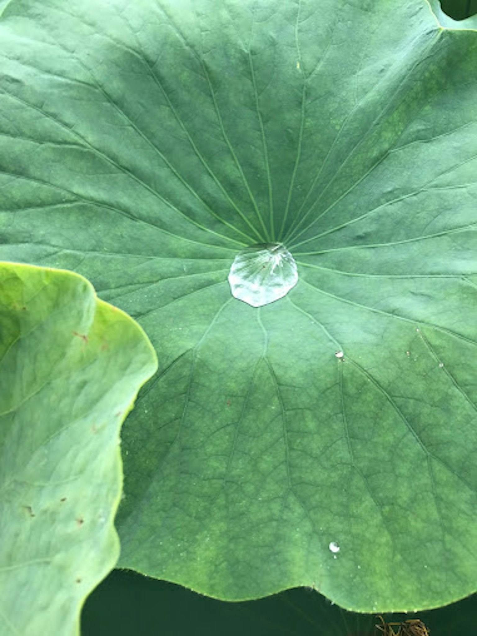 大きな蓮の葉の上に水滴が輝いている