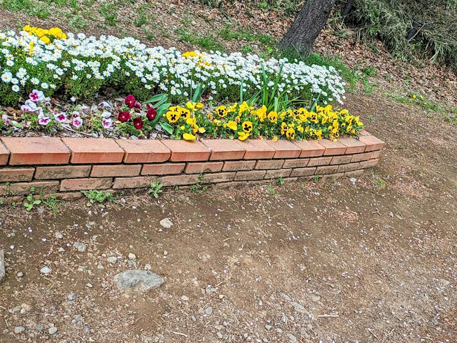 Bunte Blumen in einem Blumenbeet mit Ziegelrand